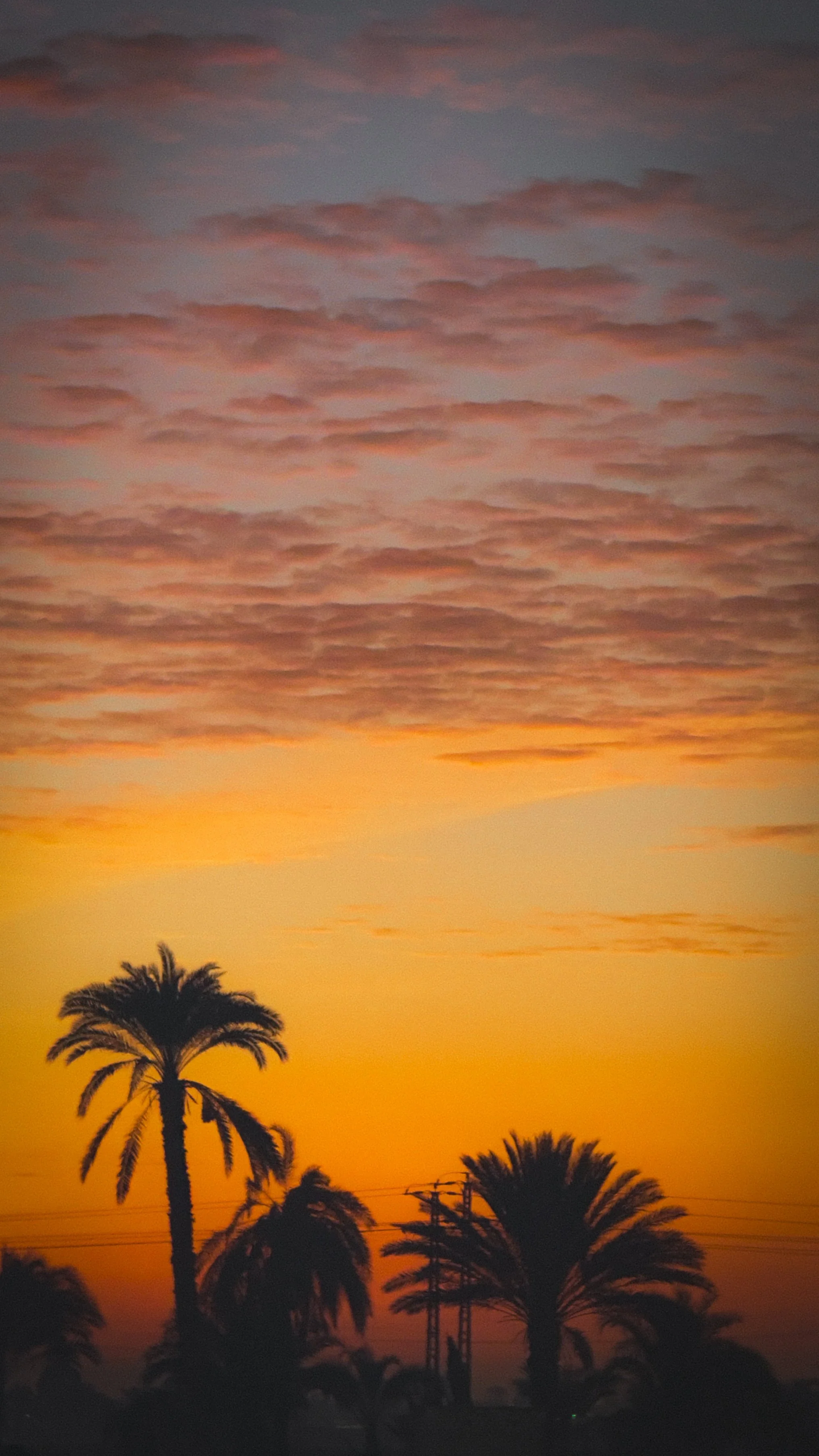 Donkere silhouetten van palmbomen onder een kleurrijke zonsondergang met oranje, roze en paarse wolken aan de hemel.