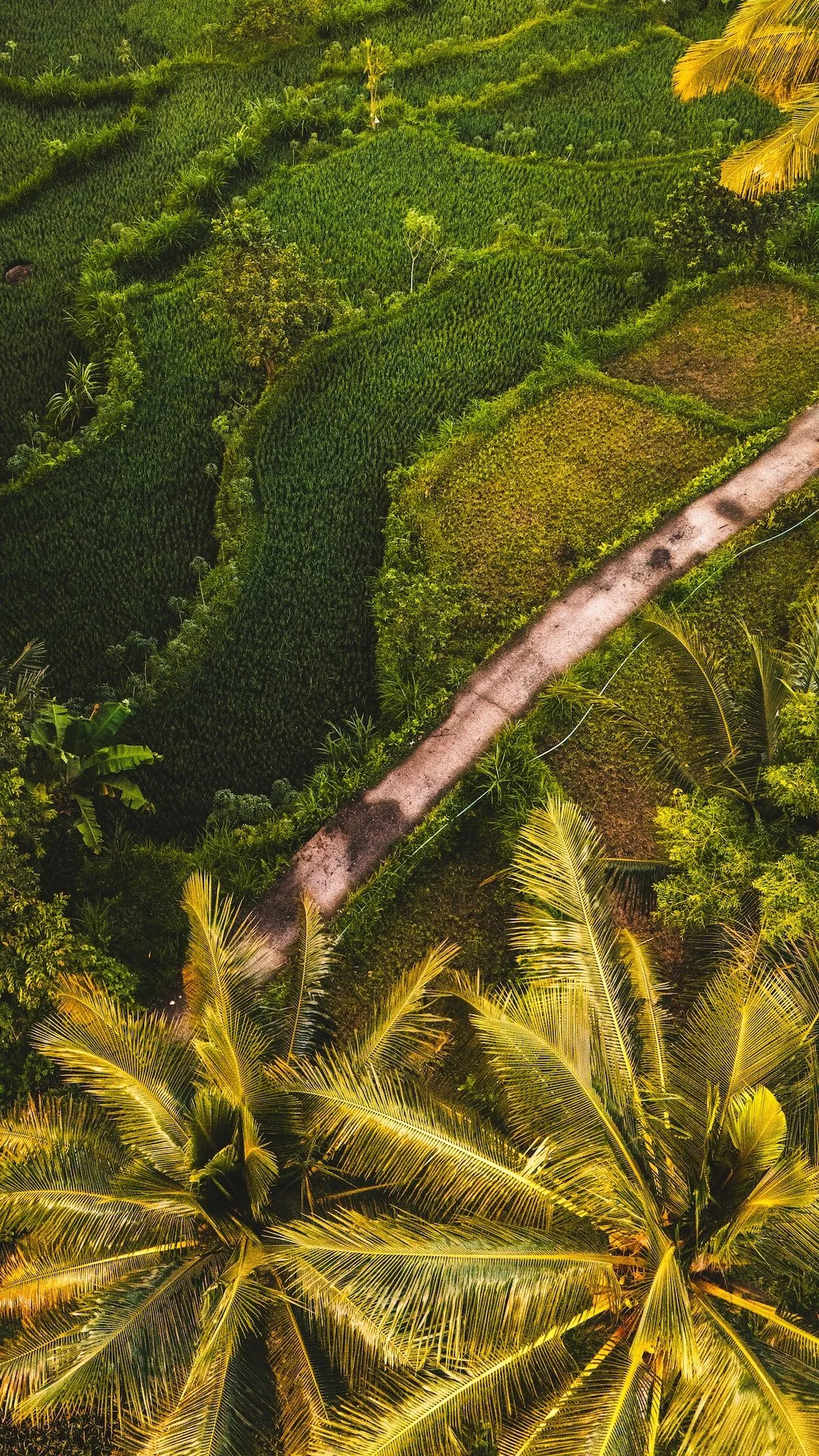 Een luchtfoto van groene rijstvelden en palmboomplanten met een pad dat tussen de velden loopt.
