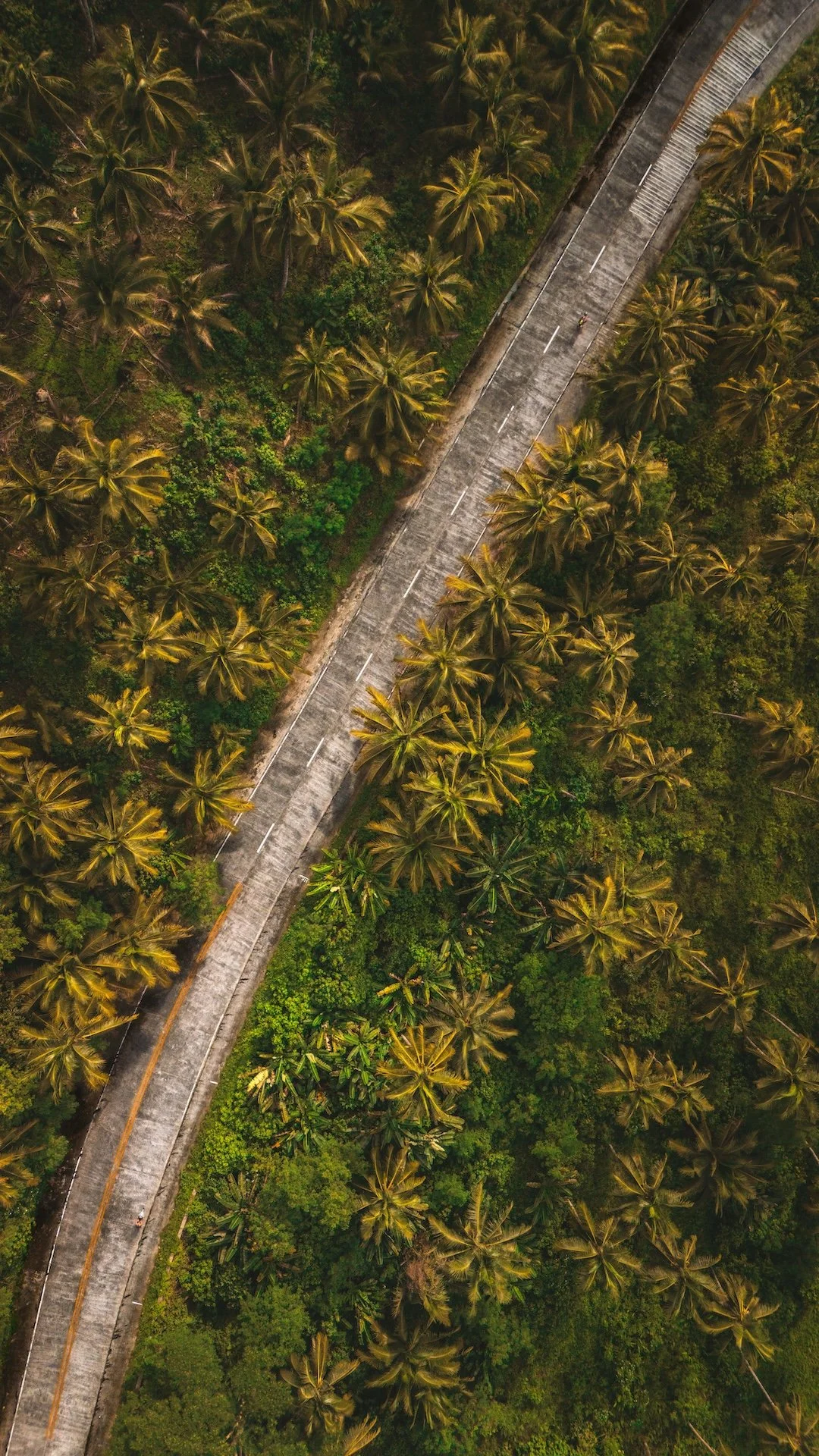 Luchtfoto van een smalle weg die door een tropisch bos met veel palm- en andere bomen loopt.