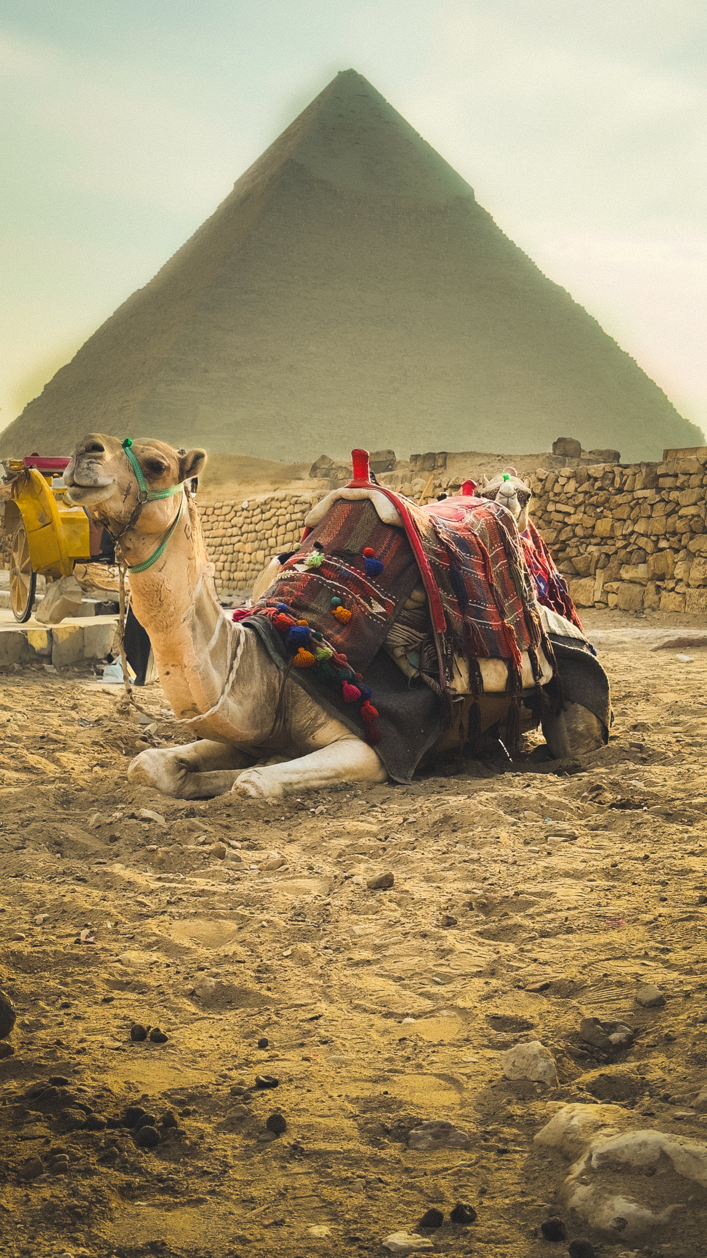 Camel met kleurrijke dekens en zadel, rustend in de woestijn met piramide op de achtergrond.