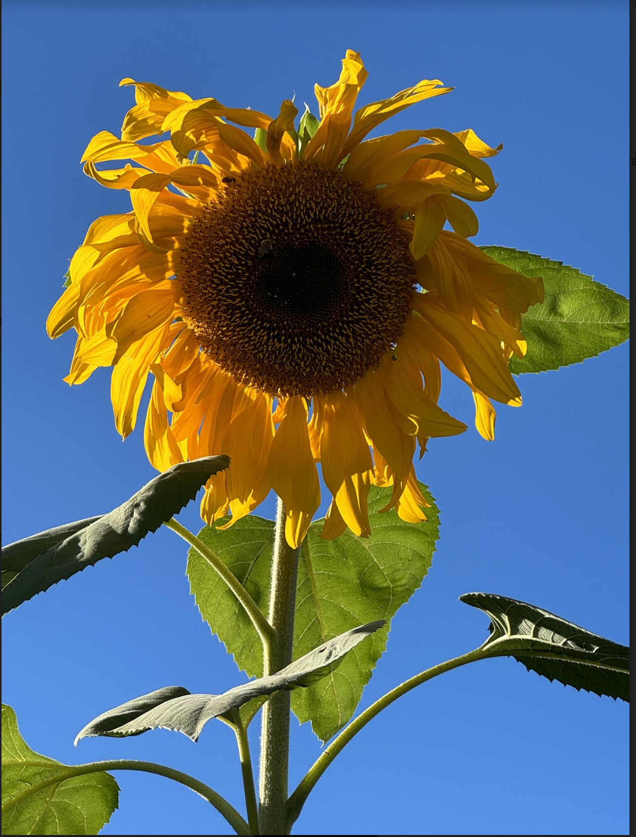 A sunflower with yellow petals and a dark brown center against a clear blue sky.