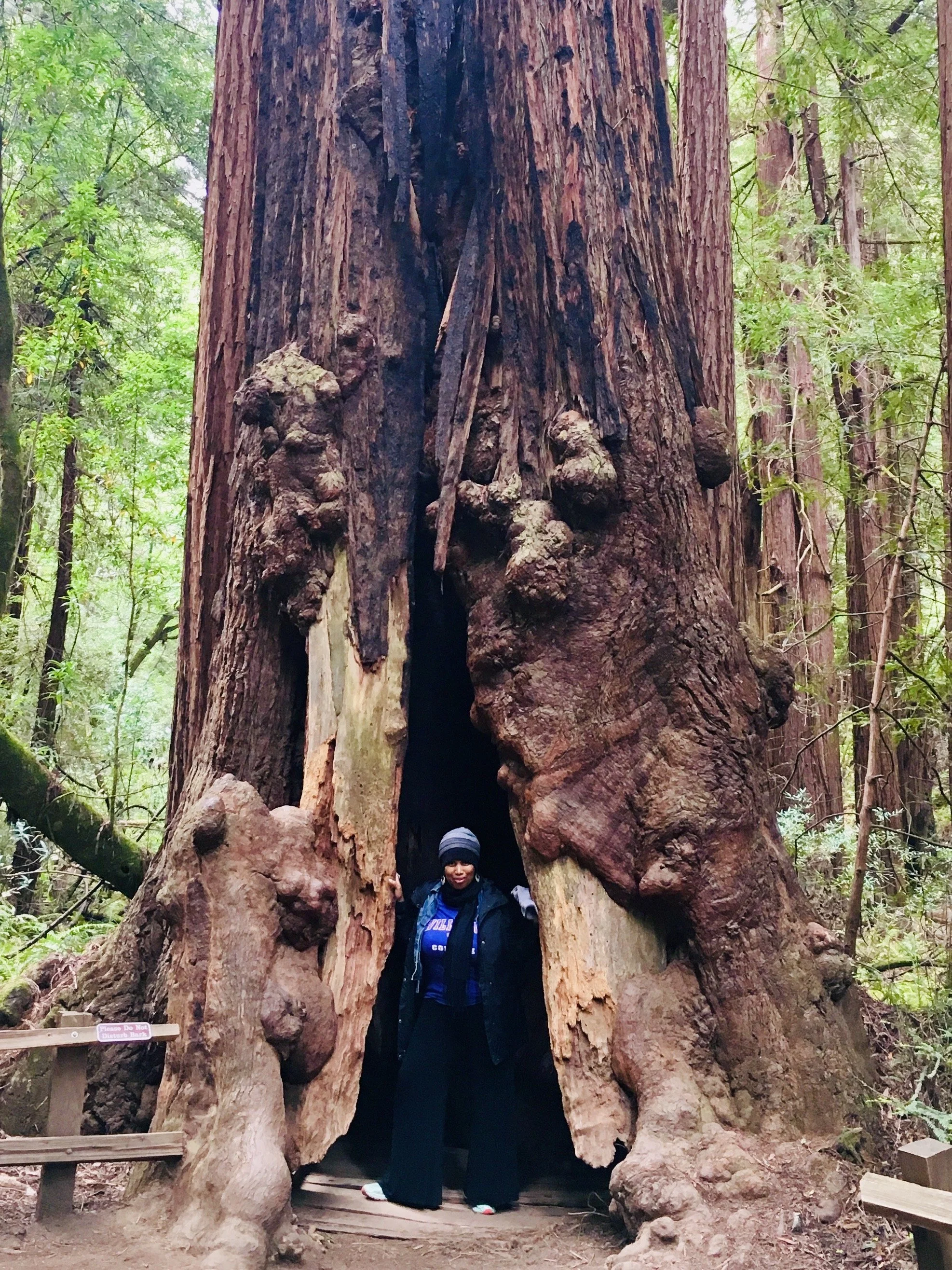A. Simmons standing at the base of a large, hollowed-out redwood tree in a dense forest.
