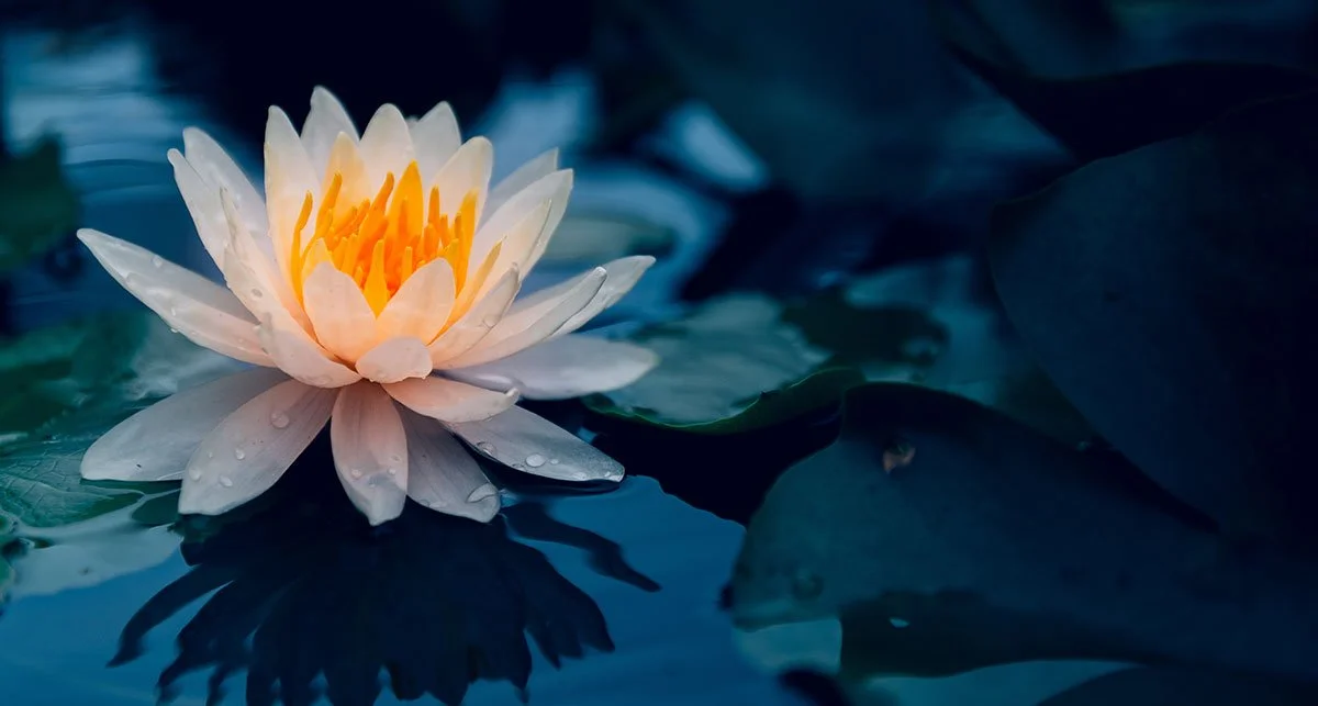 Mindfulness, Insight, Liberation:  Foundations of Mindfulness-Based Approaches