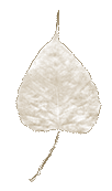 A white, textured leaf with a pointed tip and a thin stem.