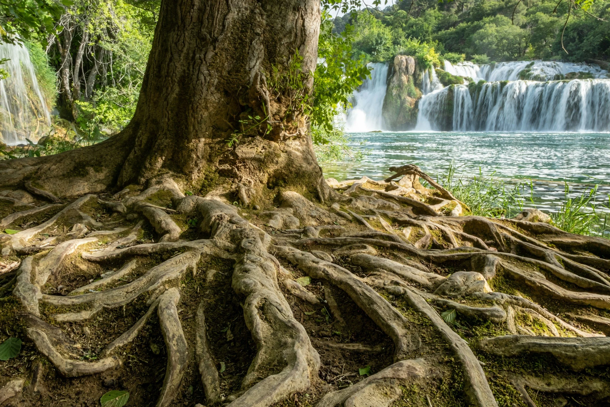 A large tree with sprawling roots by a river, with a waterfall flowing in the background surrounded by lush green forest.