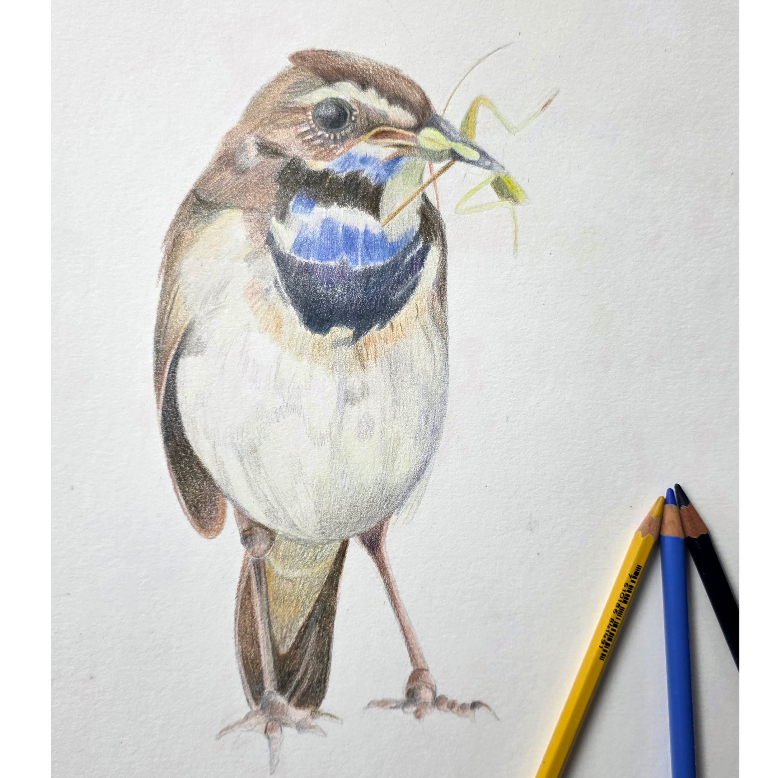 Vandaag was de laatste dag van de Masterworkshop Micro-Macro o.l.v. Geertje Geertsma. De studenten waren enthousiast over de lessen en hebben de liefde voor het kleine &eacute;n het kleurpotlood (her)ontdekt! 

Afbeeldingen: Blauwborst, Anita Lof; Va