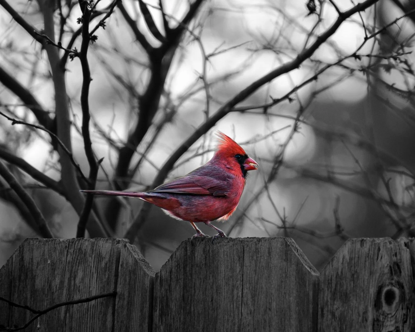 Northern_Cardinal_20240402_5x4.jpg