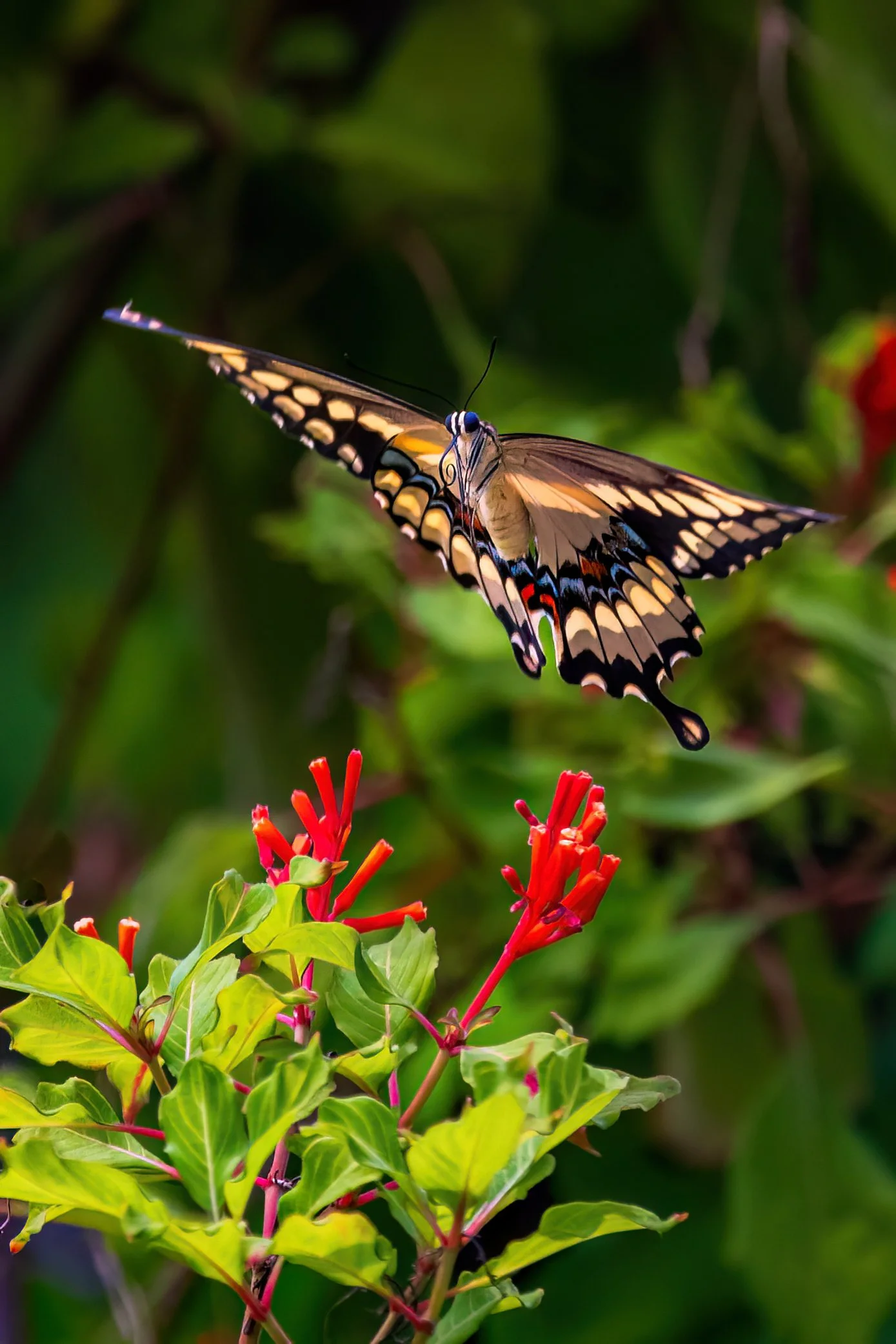 Swallowtail_Butterfly_20250909.jpg