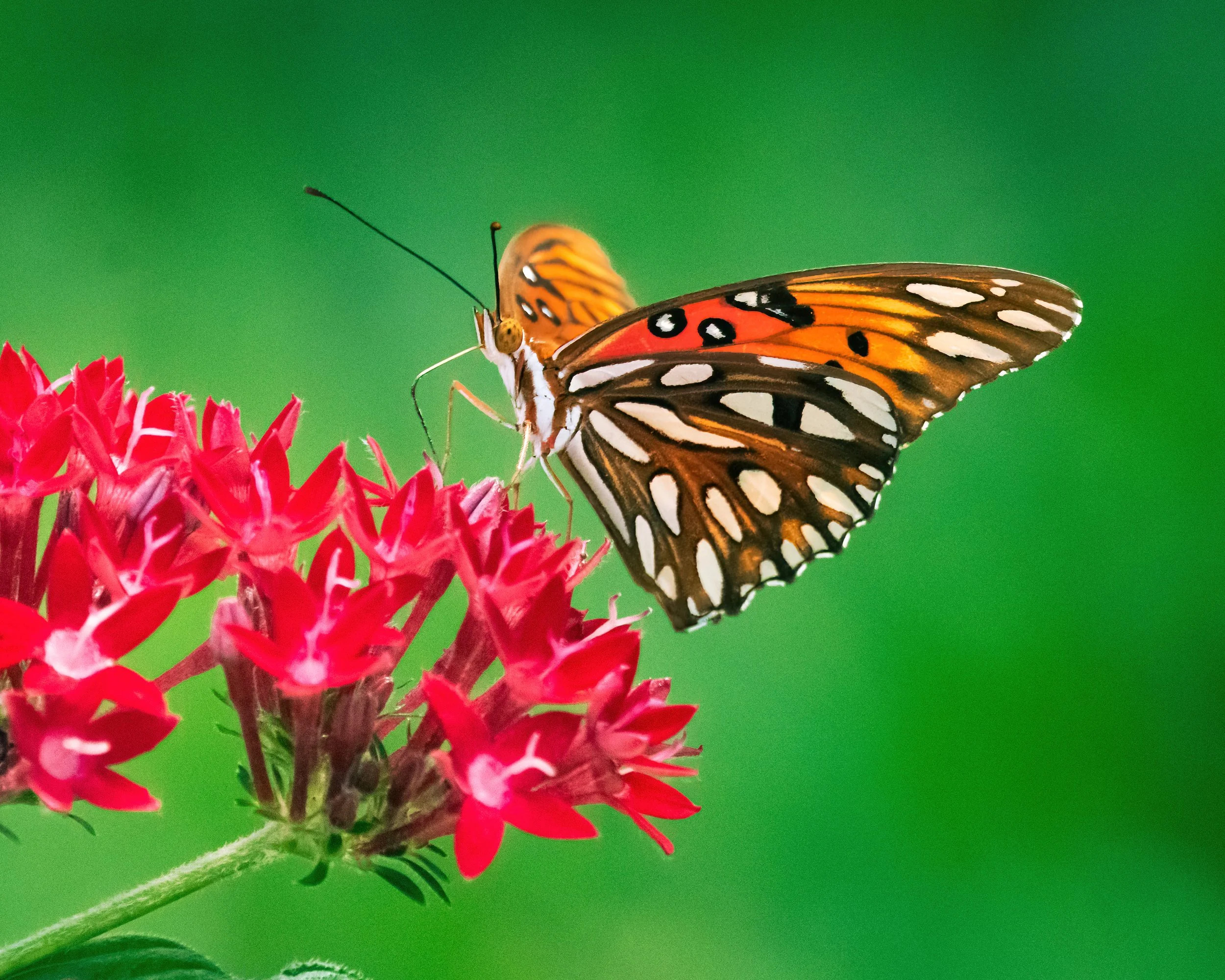 Gulf Fritillary Butterfly.jpg