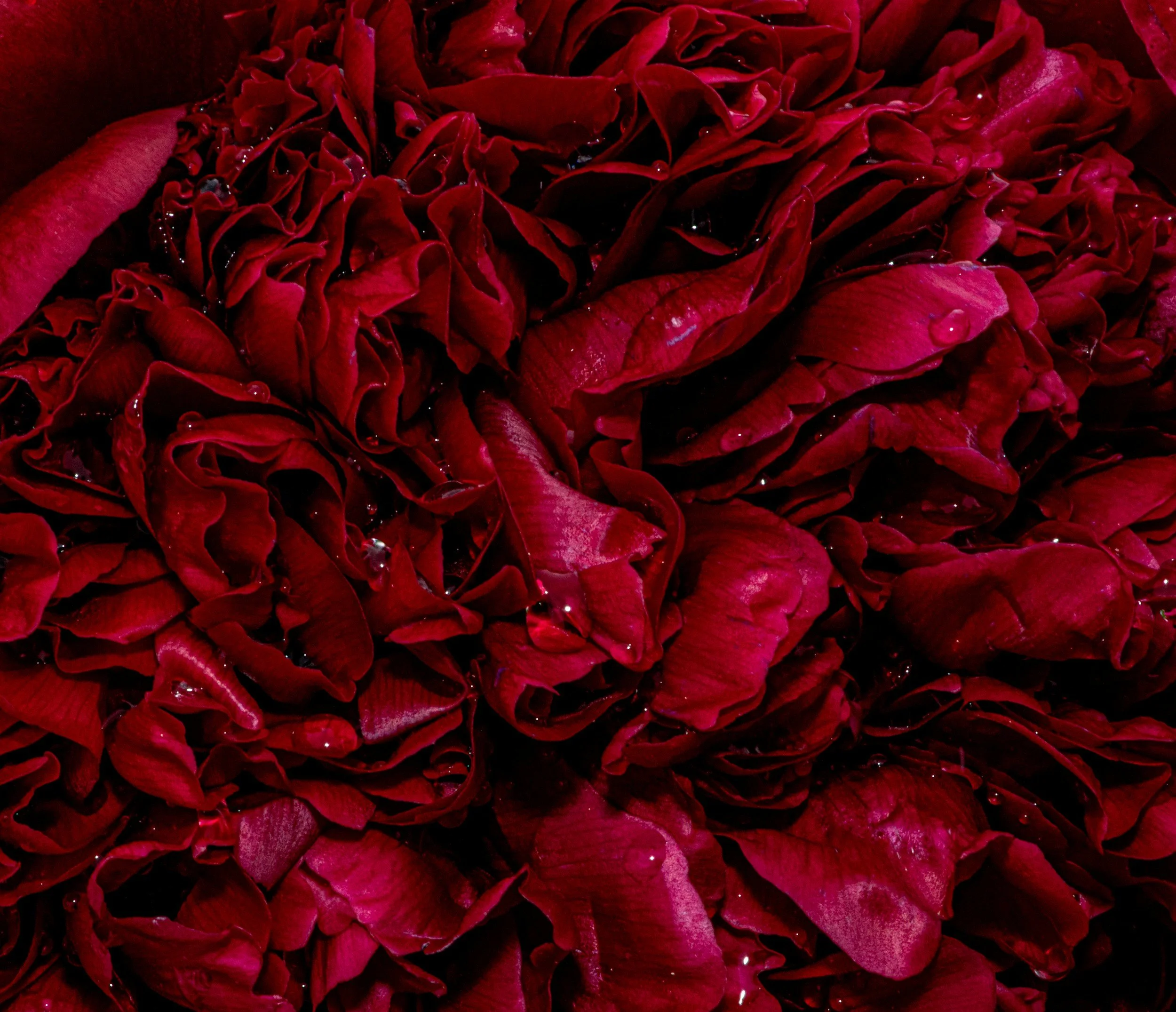 Close-up of red poinsettia flowers with water droplets.