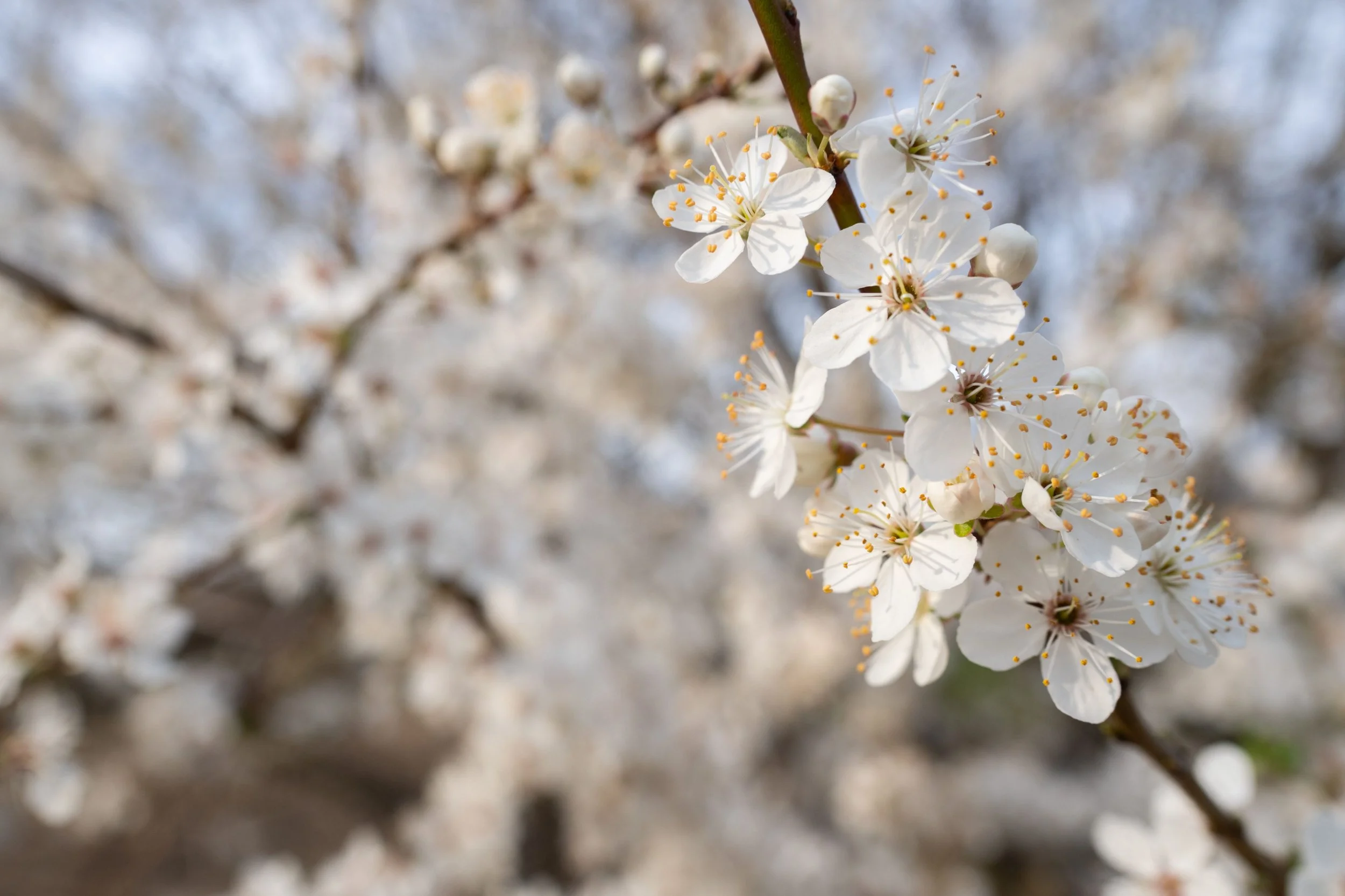 Close up white blossom flowers in full bloom