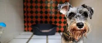 1. How to Prepare Your Dog for Their First Boarding Stay