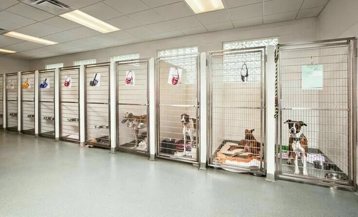 3. How to Choose a Good Dog Boarding Kennel