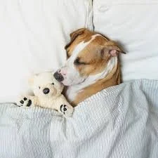 5. Why Dogs Sleep So Much After Boarding