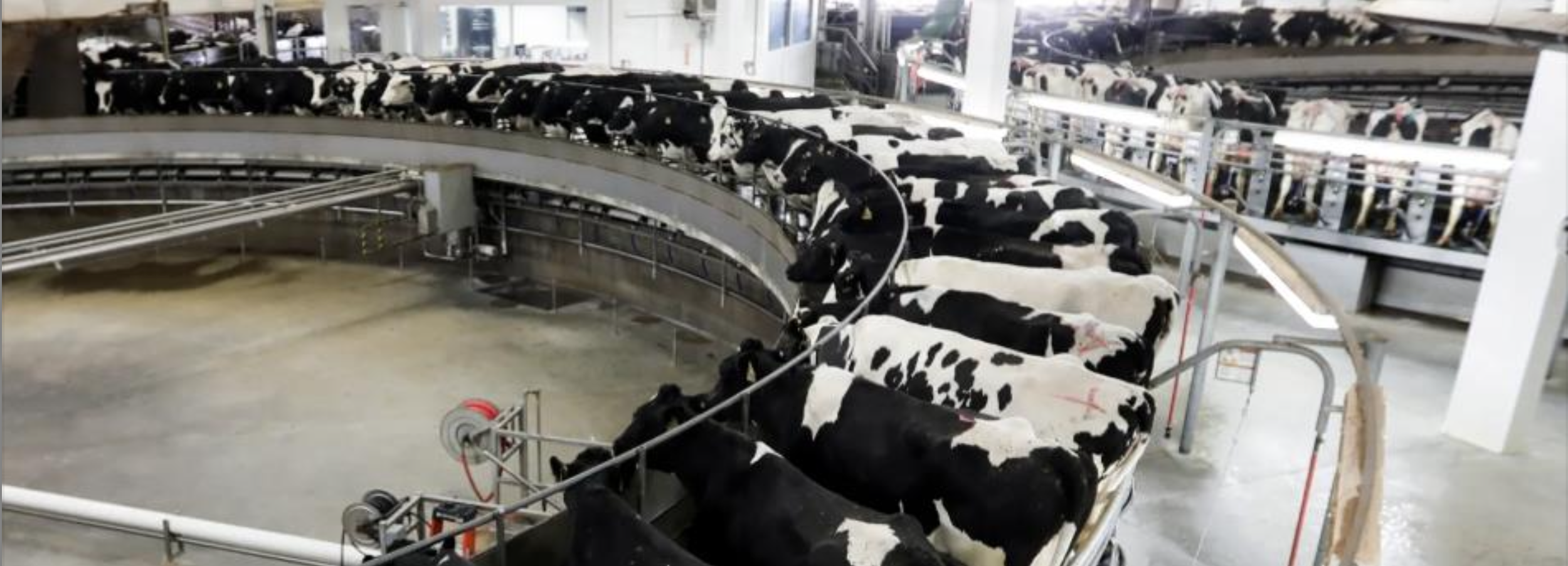 The Large-Scale Future of Dairy Farming