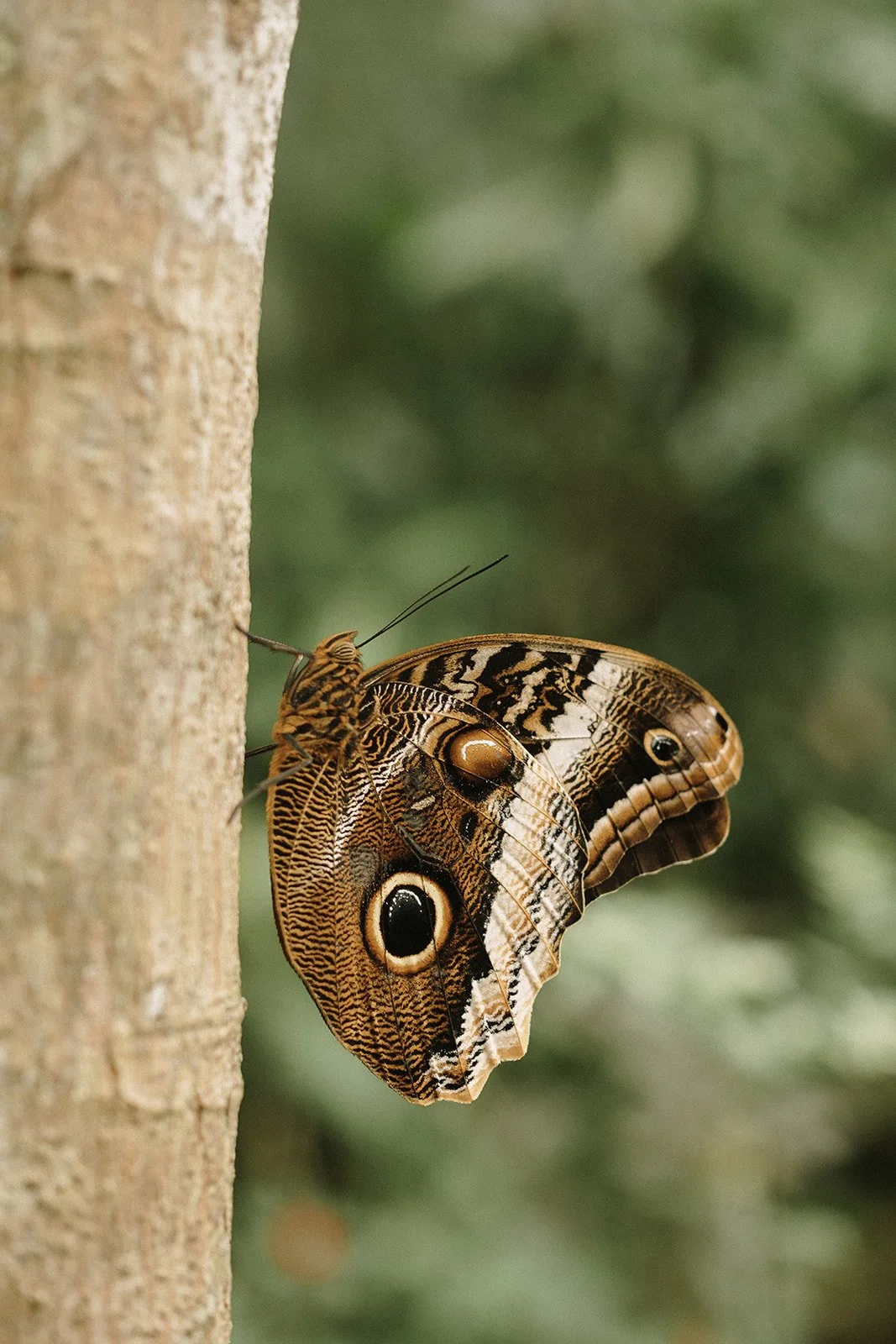 Conservatoire papillons-2_websize.jpg