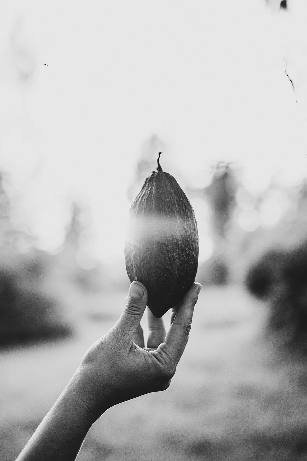 Holistika Cacao-77_websize.jpg