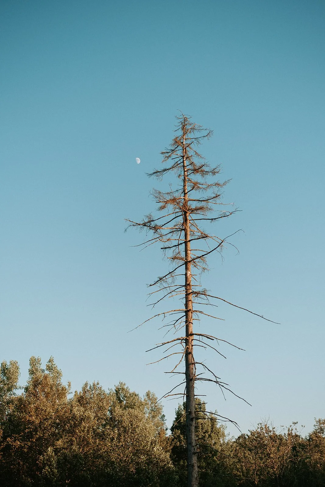 Cérémonie cacao et Soin sonore chevaux-132_websize.jpg