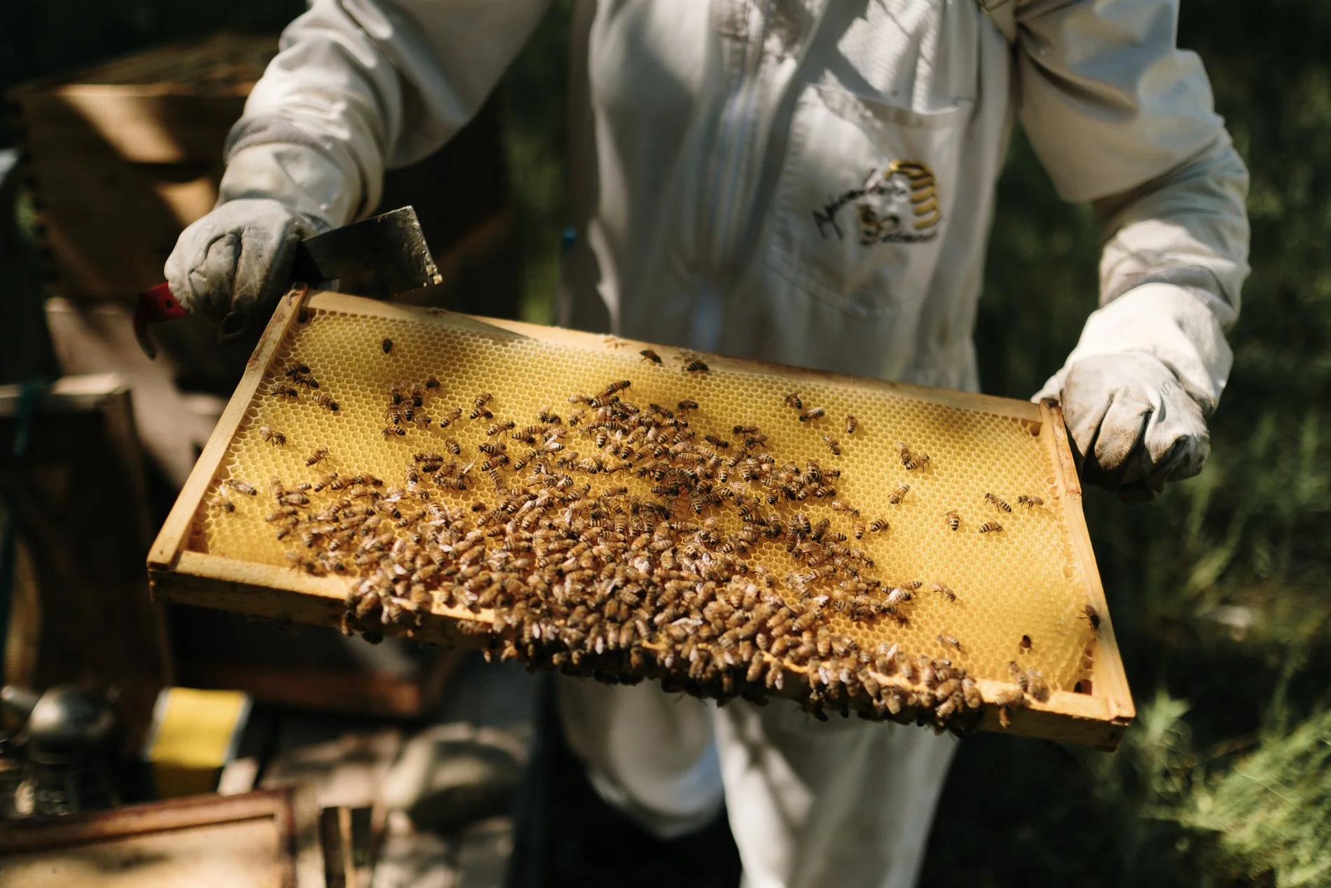 Ruches abeilles_low_Stephanie Vallieres-5.jpg