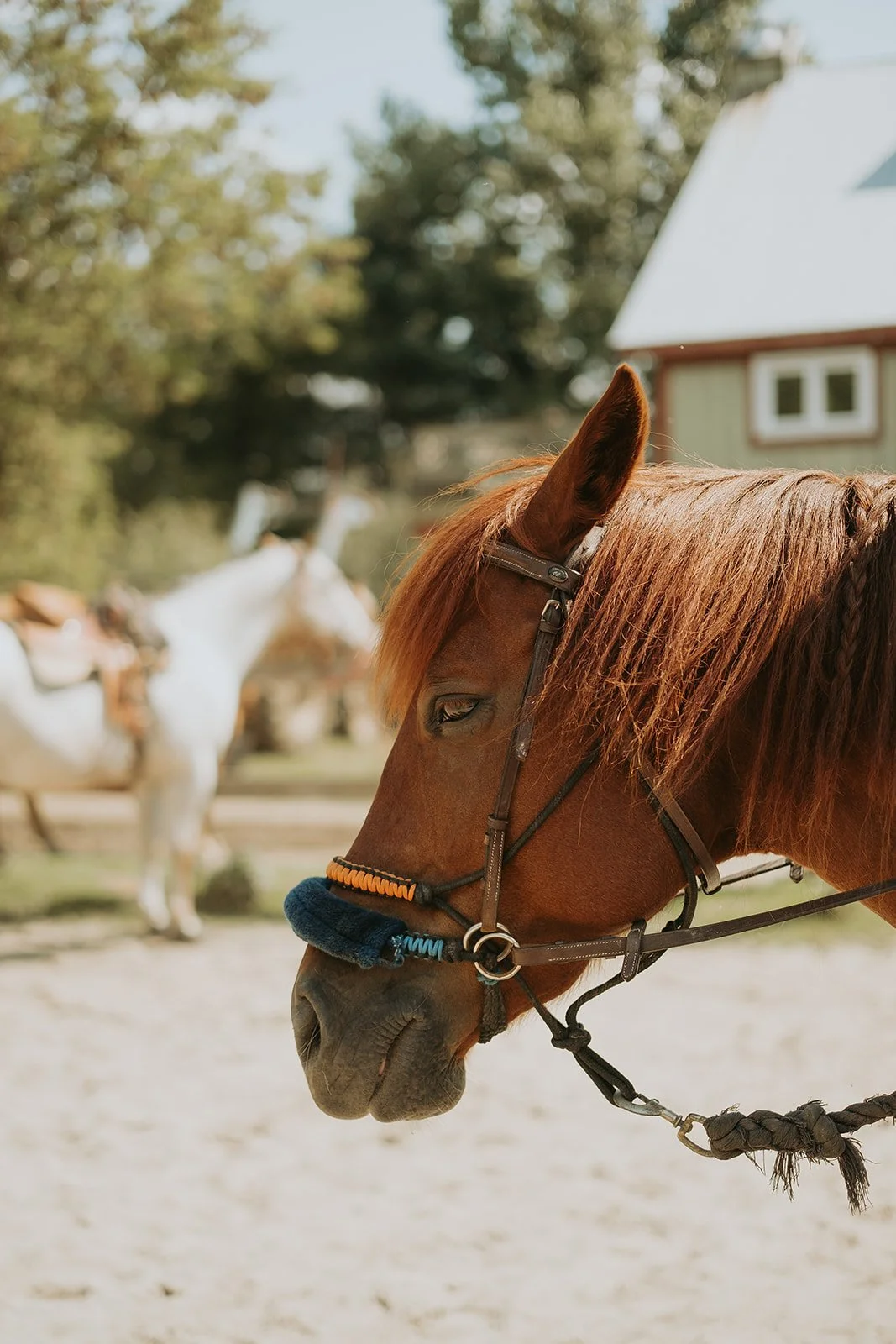 Camping Ferme Pegasus_1er septembre-47_websize.jpg