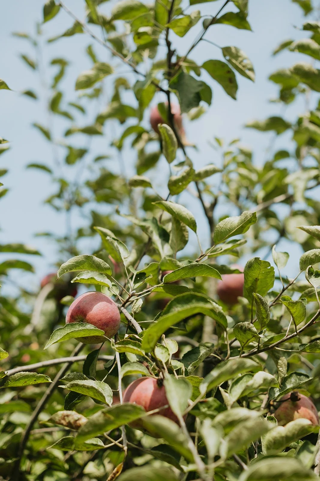 Camping Ferme Pegasus_1er septembre-30_websize.jpg