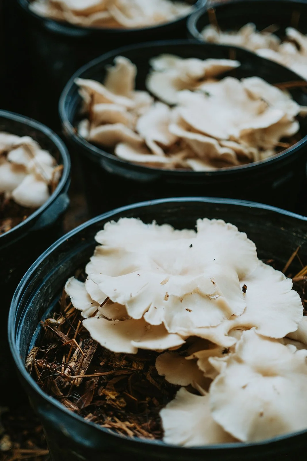 La Forestiere_Souper Champetre-80_websize.jpg