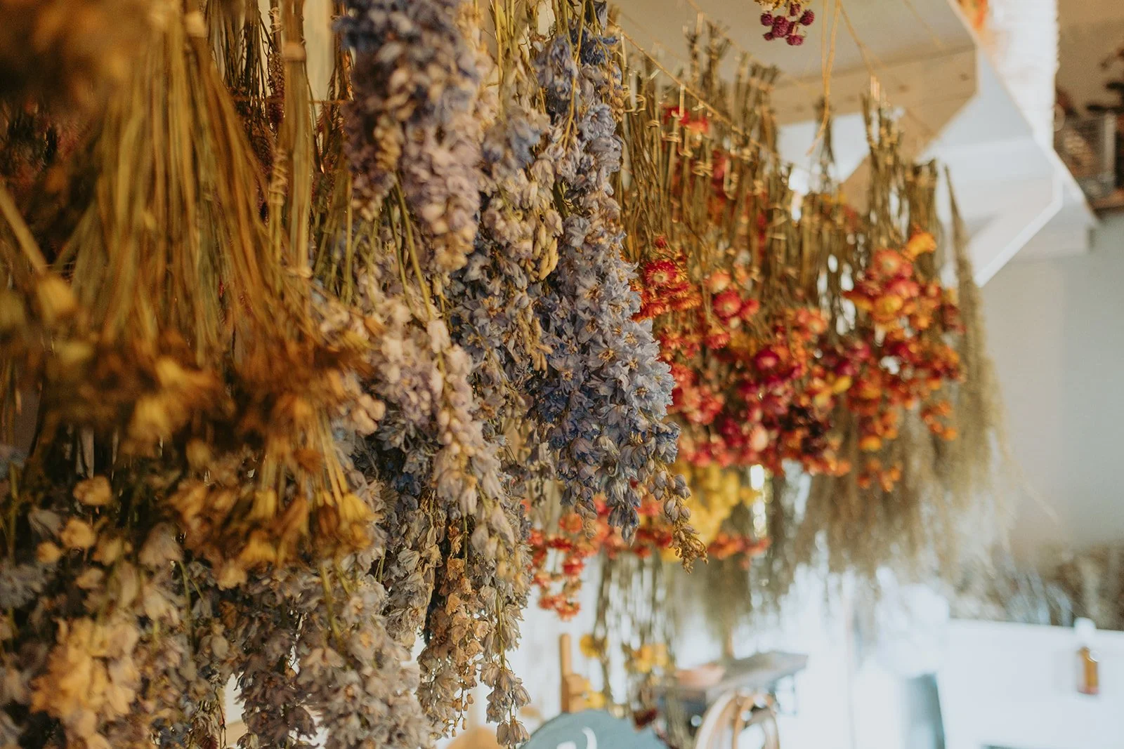 SC_Fleurs séchées-1.jpg