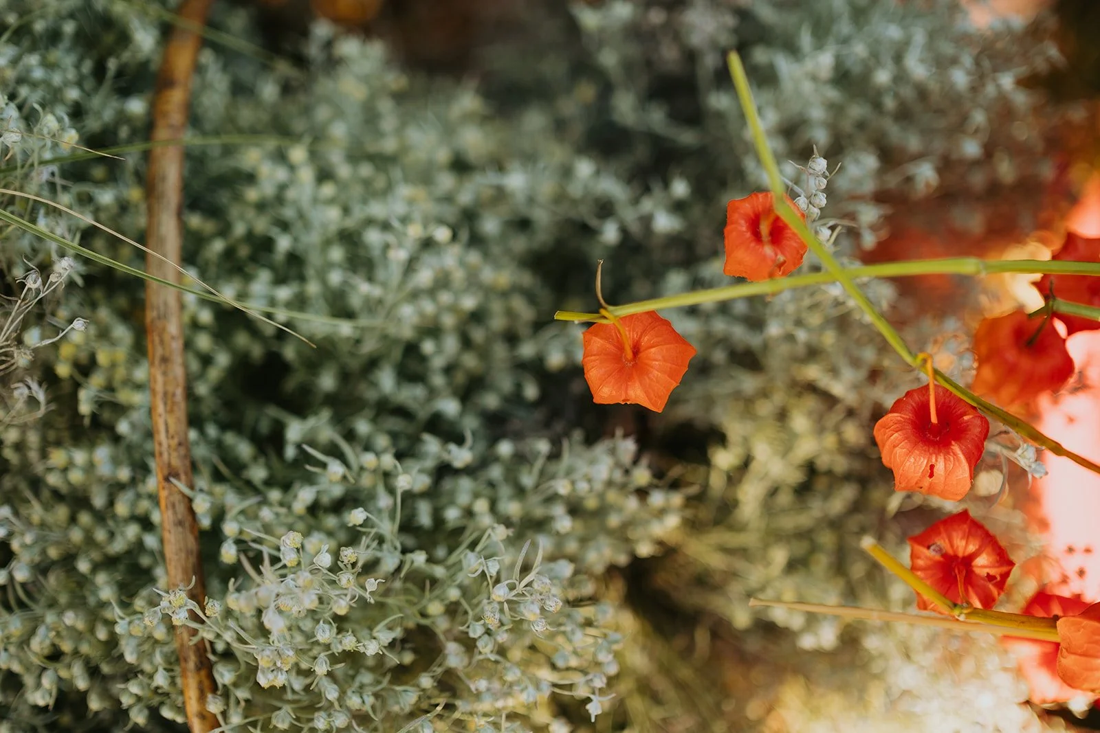 SC_Récoltes de fleurs-12.jpg