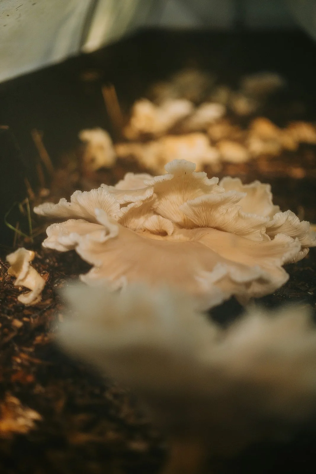 La Forestiere_Souper Champetre-115_websize.jpg