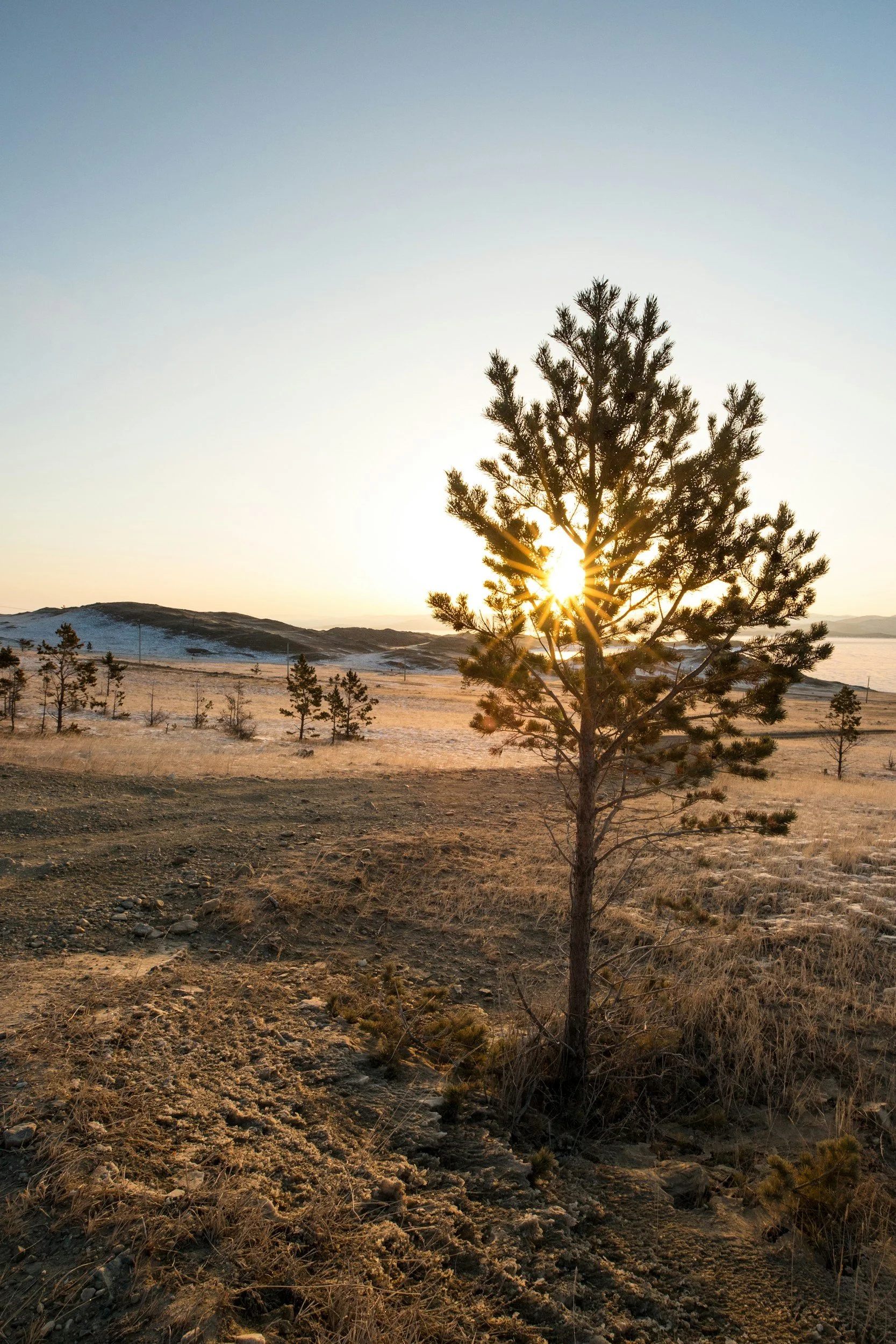 A lone pine tree with sunlight shining through its branches in a dry landscape with distant hills and a clear sky.