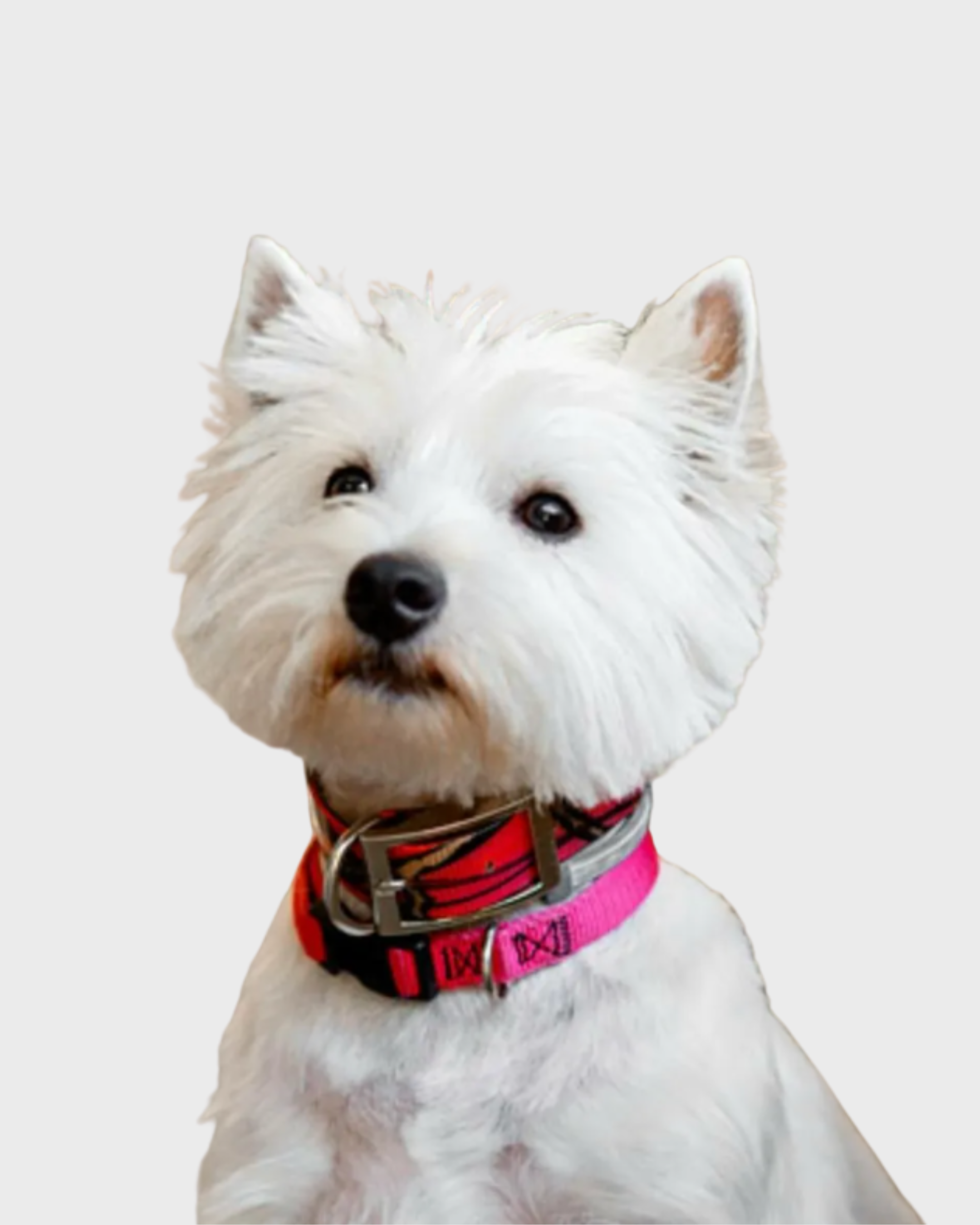 White dog with a black nose and dark eyes wearing red and pink collar against a plain white background.