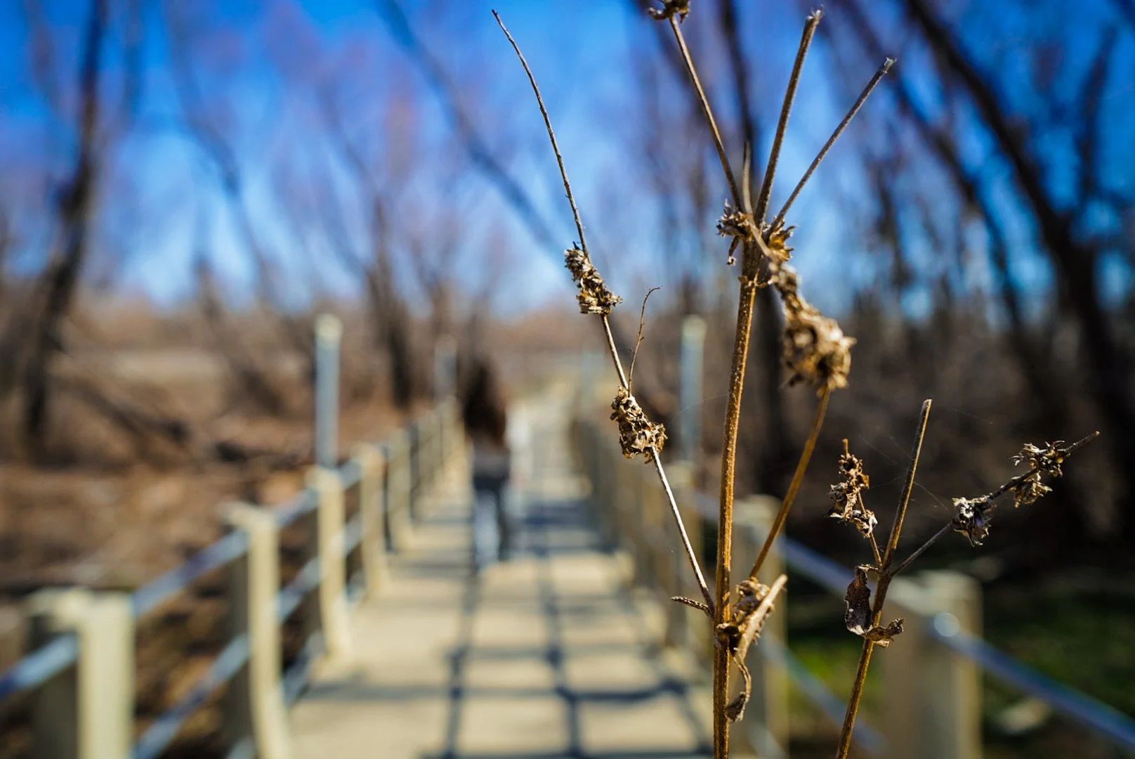 Close-up of dried plant stems with withered seed pods on a walking bridge in a wooded area, with a person walking away in the background
