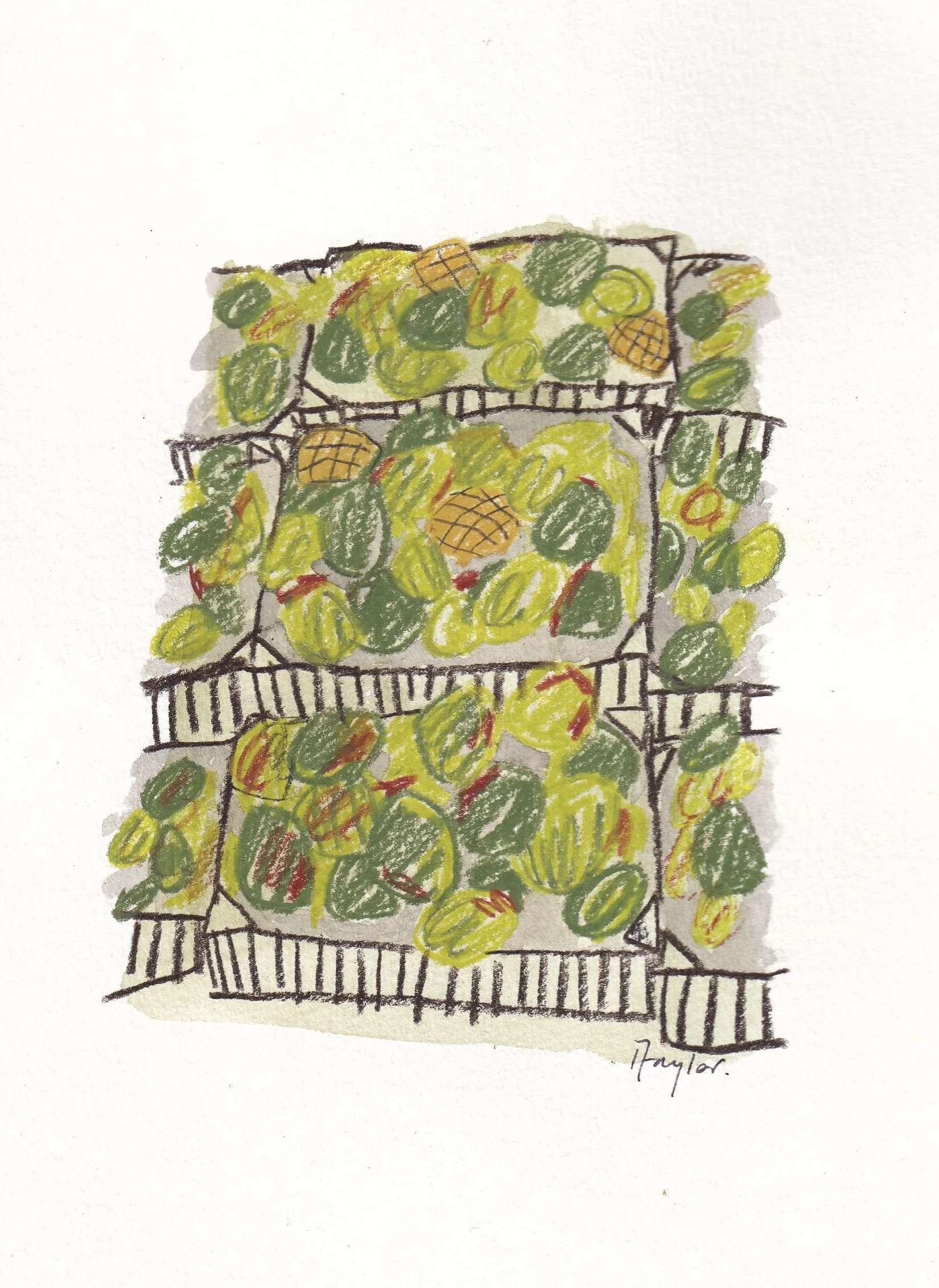 Mangoes