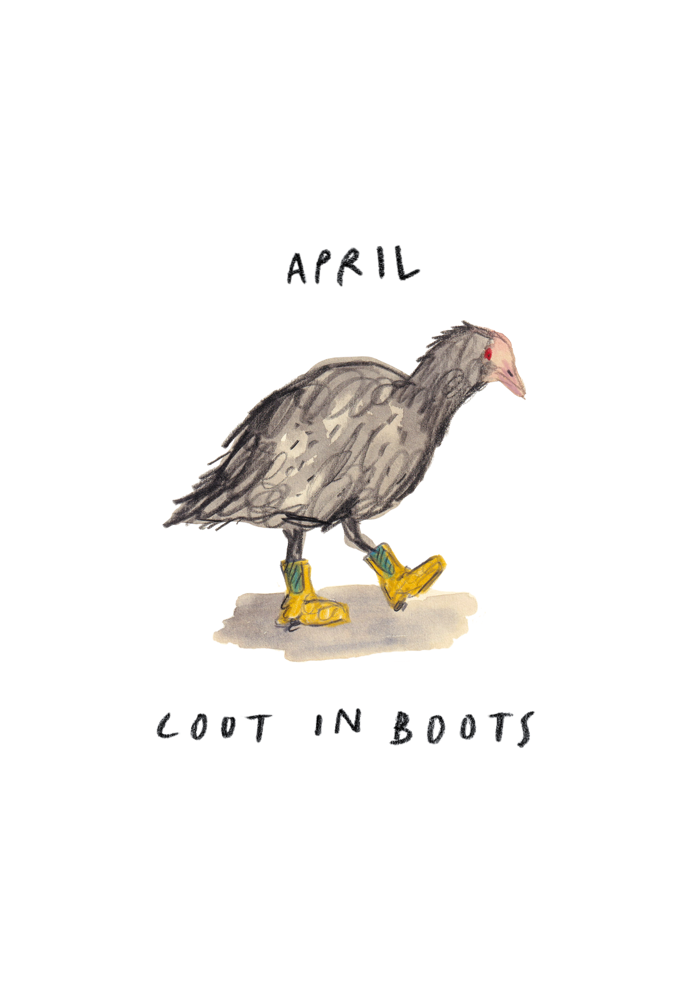April - Coot in Boots