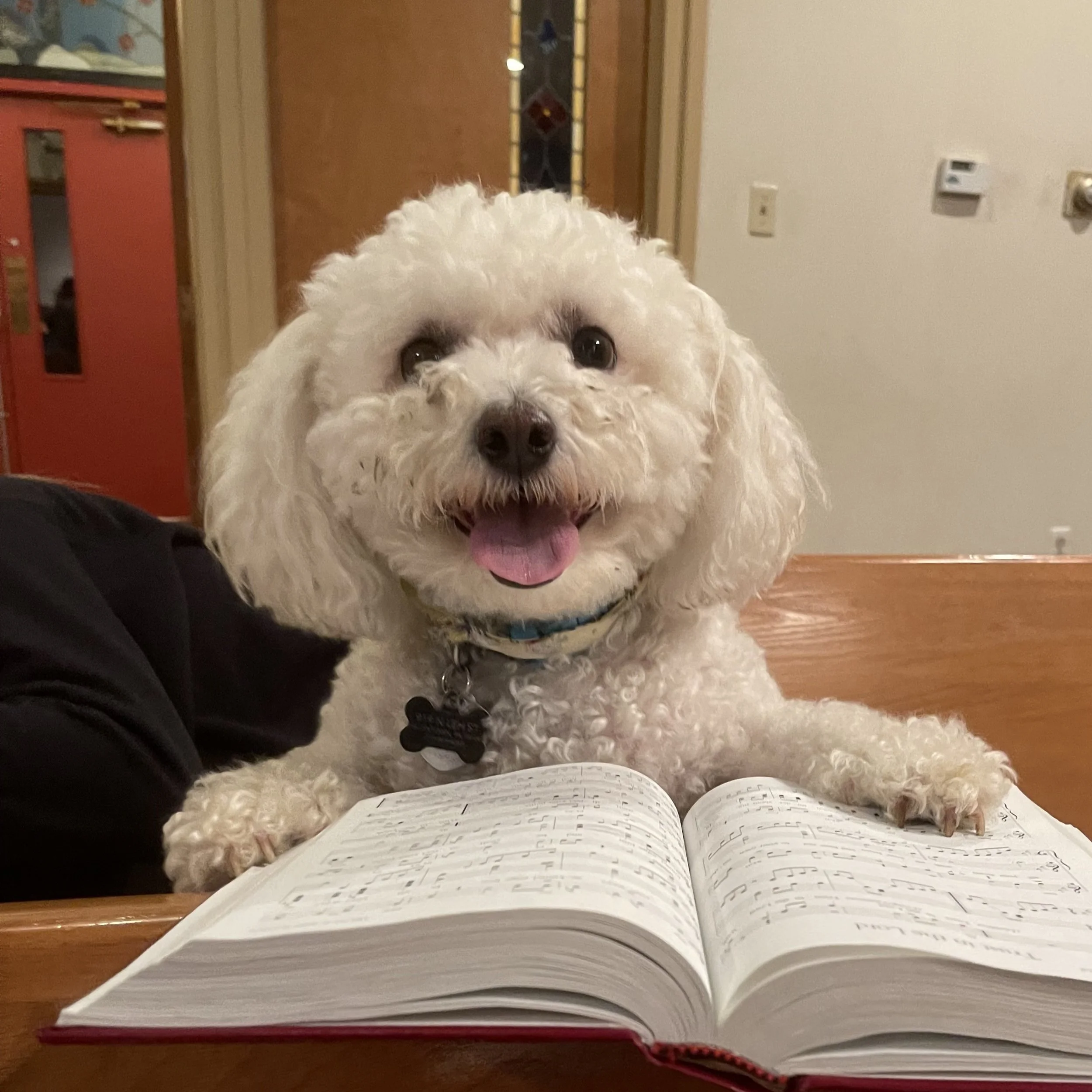Open book with music notation on pages, resting on a person's lap, with white curly-haired dog looking up from the floor.