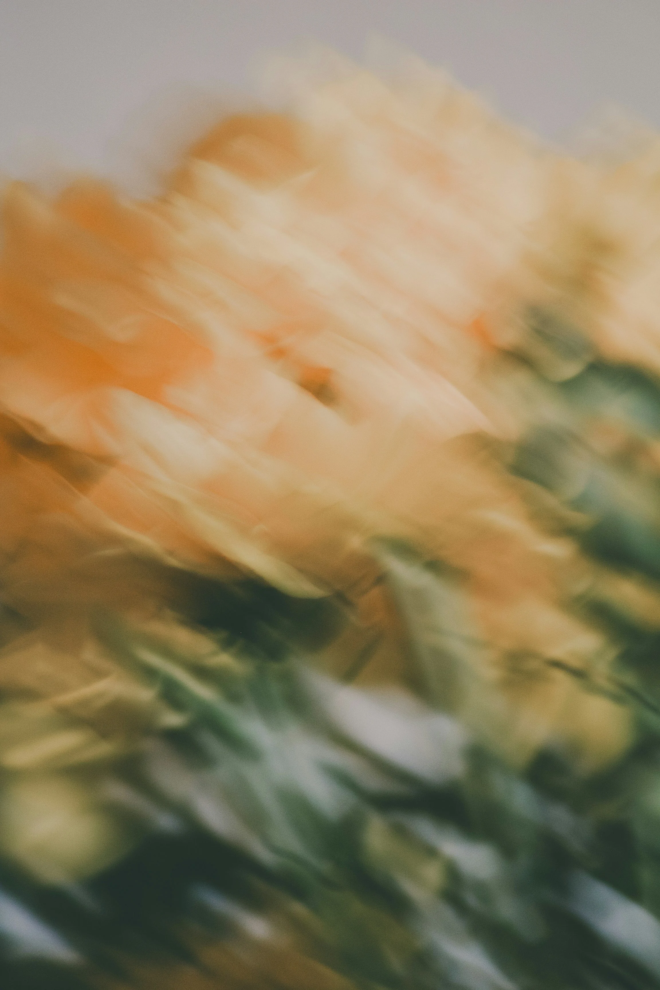 Close-up of a bunch of tulips in different colors, including orange, yellow, and white, with blurred background.