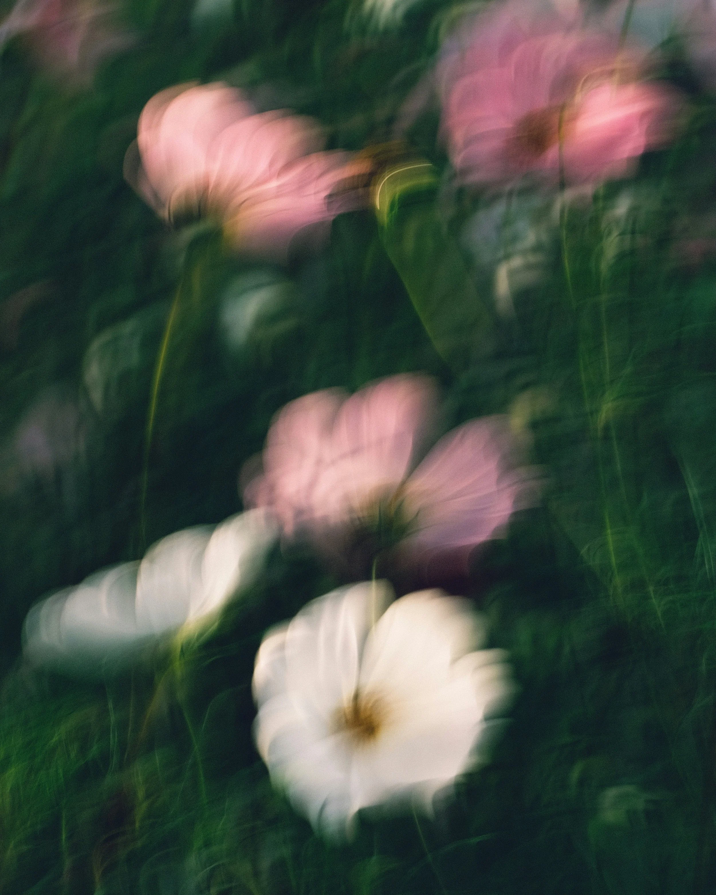 Blurry image of pink flowers with green leaves, with a motion or focus effect creating a swirling, abstract appearance.