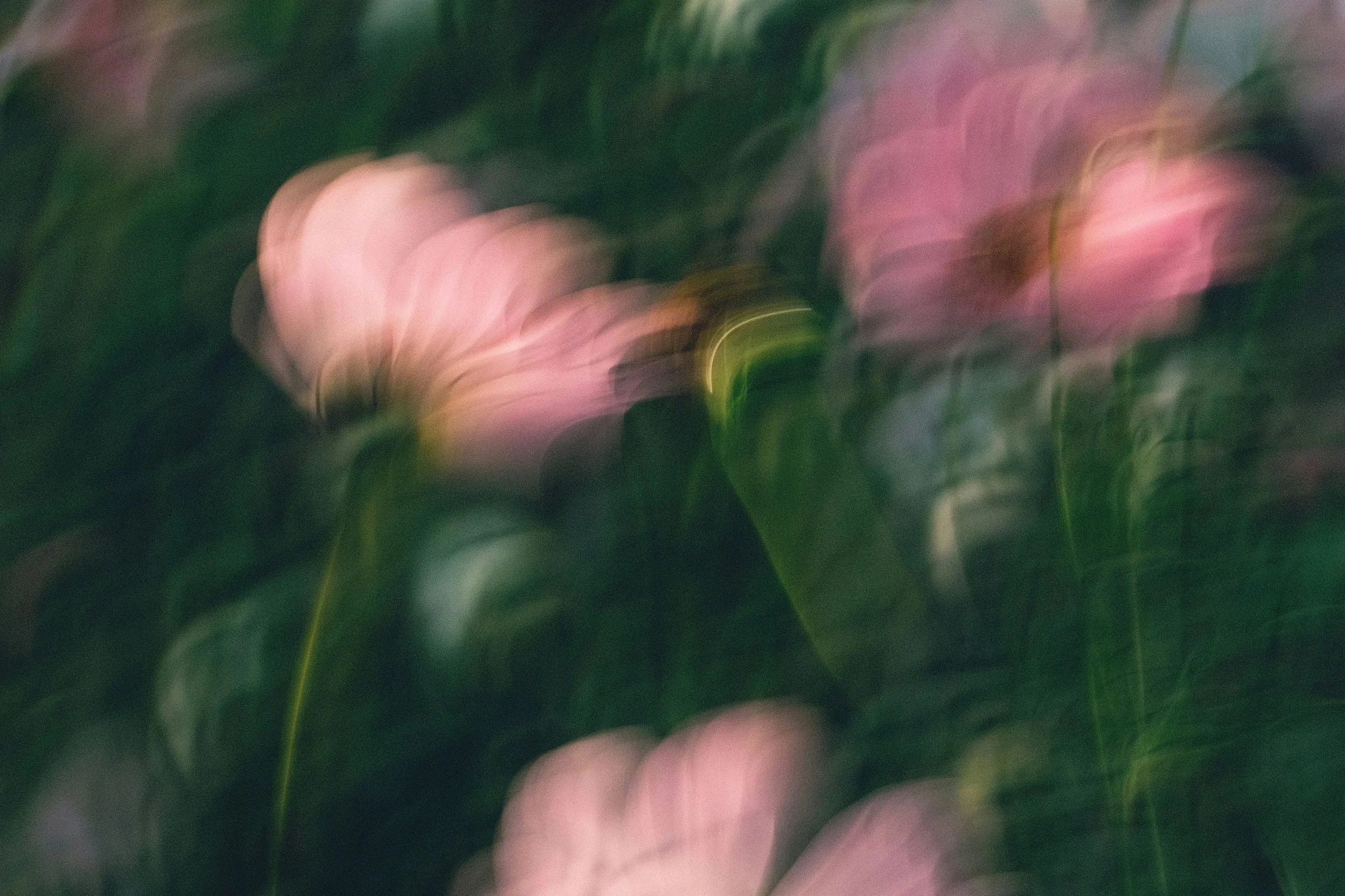 Blurred close-up of pink flowers and green leaves with a bokeh effect.