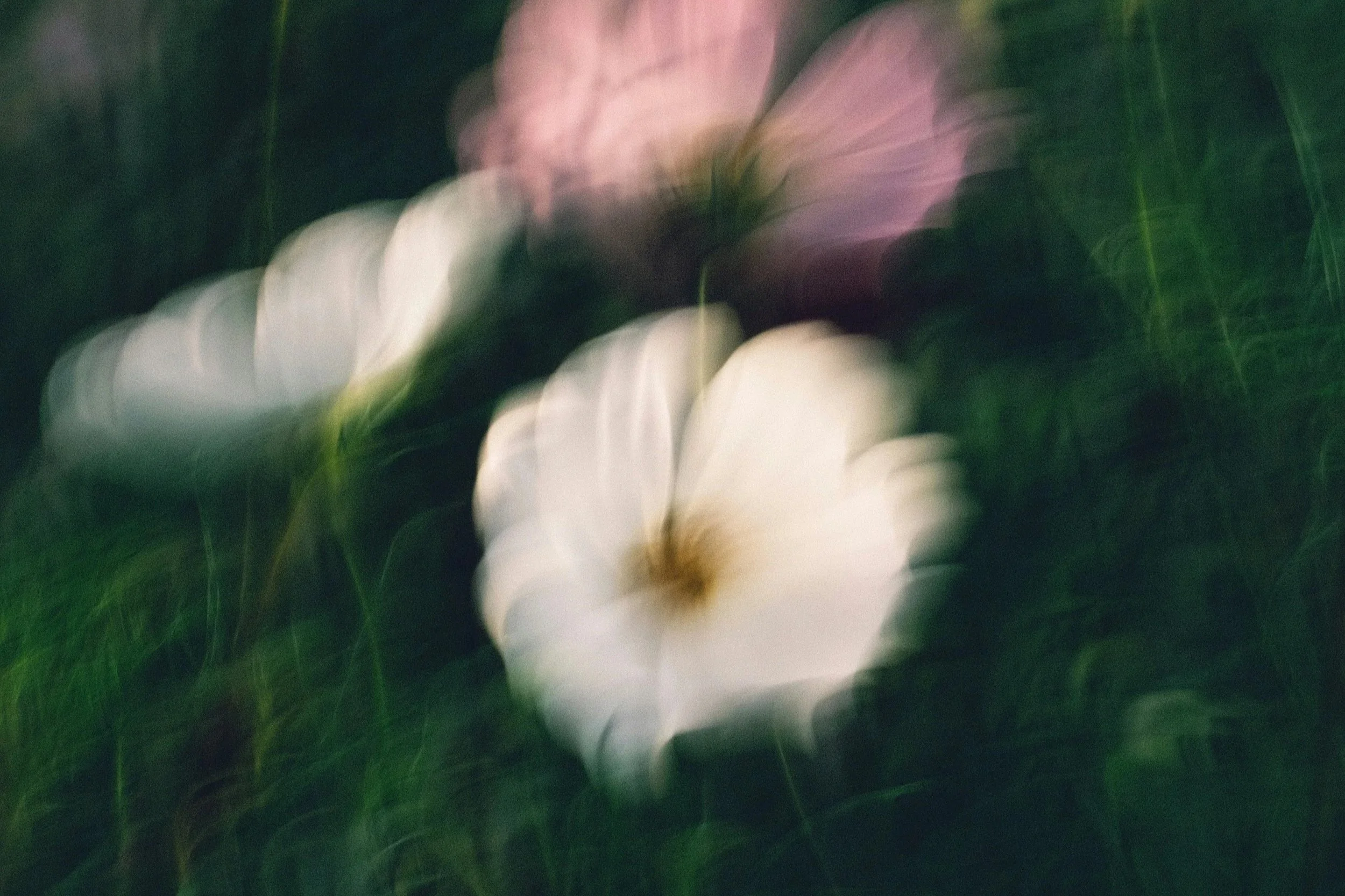 Close-up image of a white flower with green background, blurred with bokeh effect.