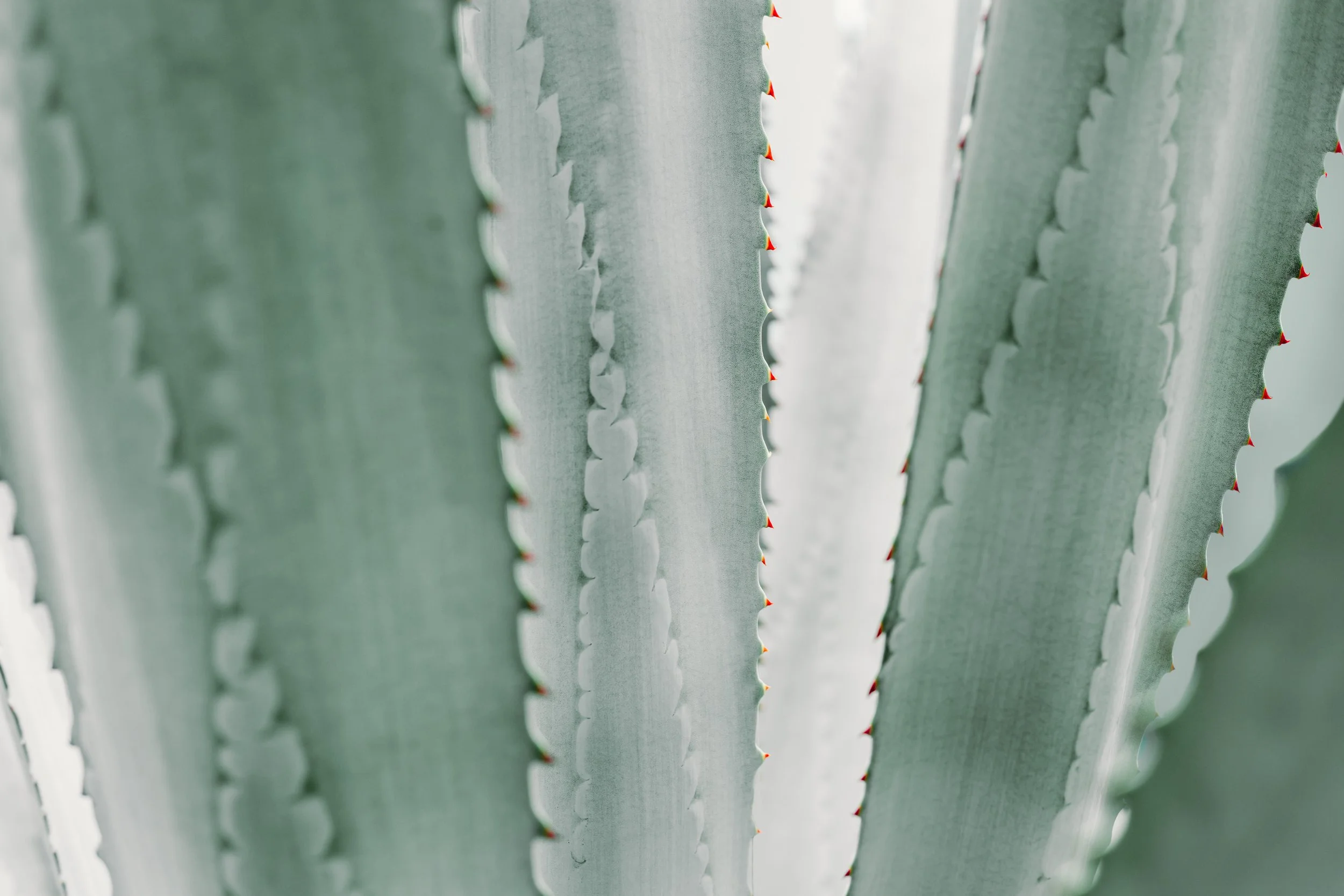 Close-up of green succulent plant leaves with red-tipped serrated edges.