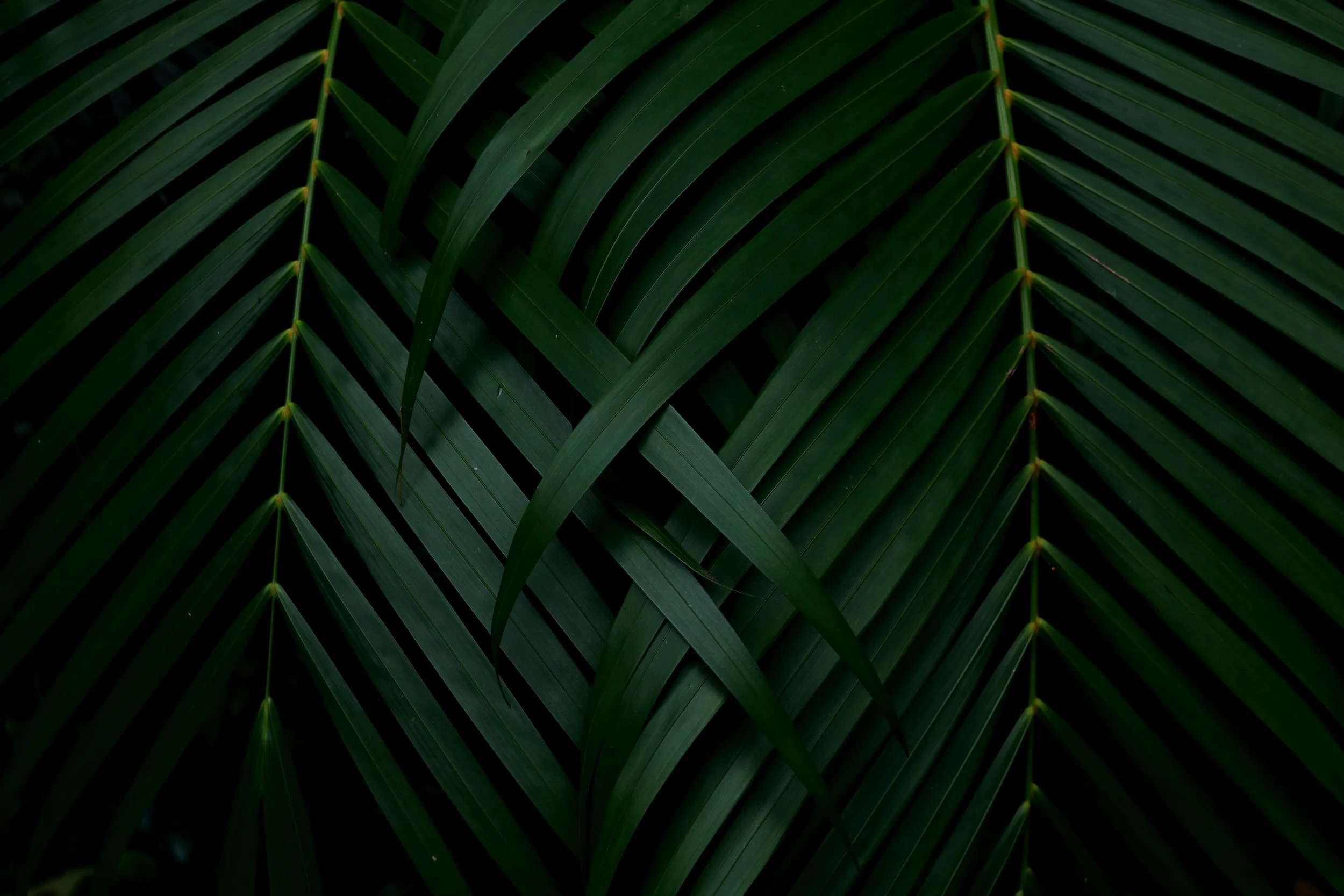 Close-up of green palm leaves with a pattern of long, slender leaves overlapping each other.