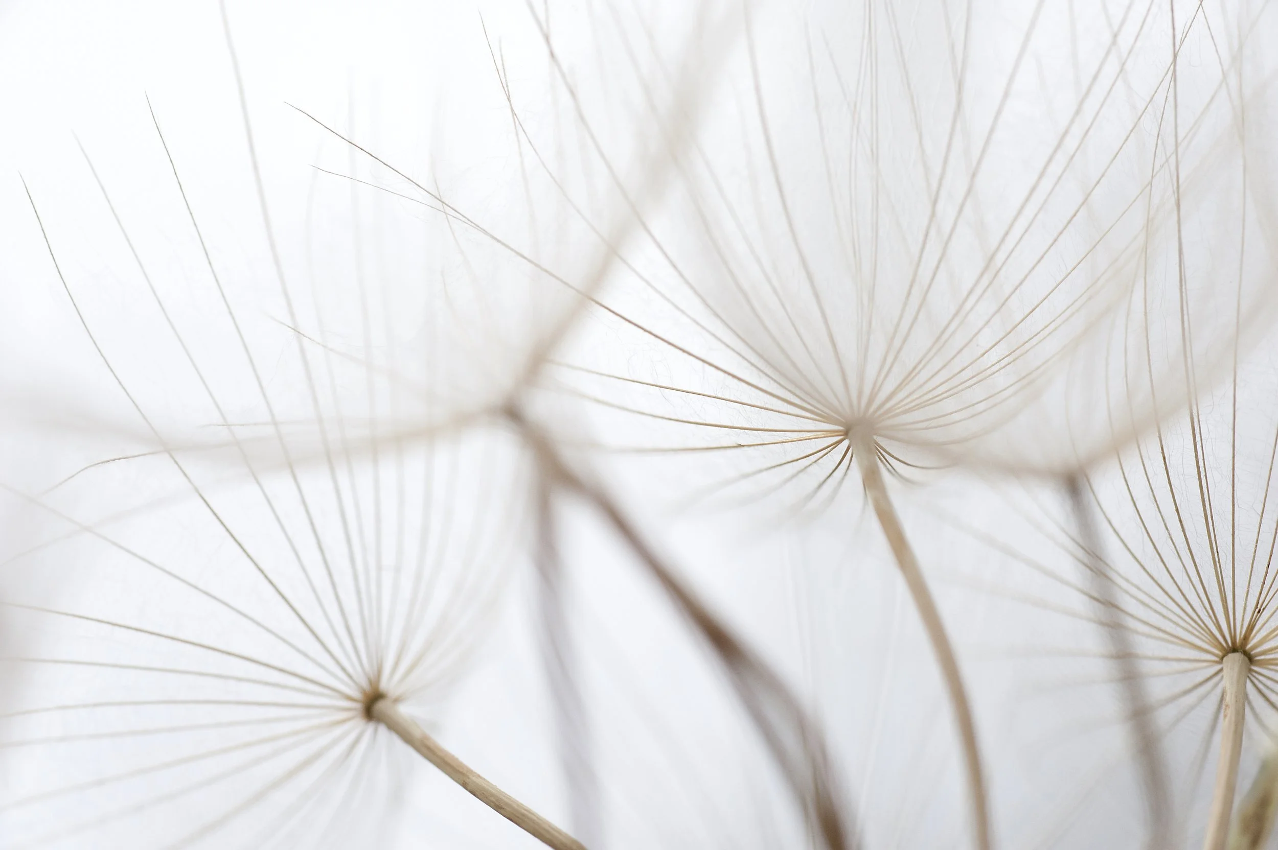 Close-up of dandelion seed heads revealing the fine, hair-like structures of the seeds against a white background.