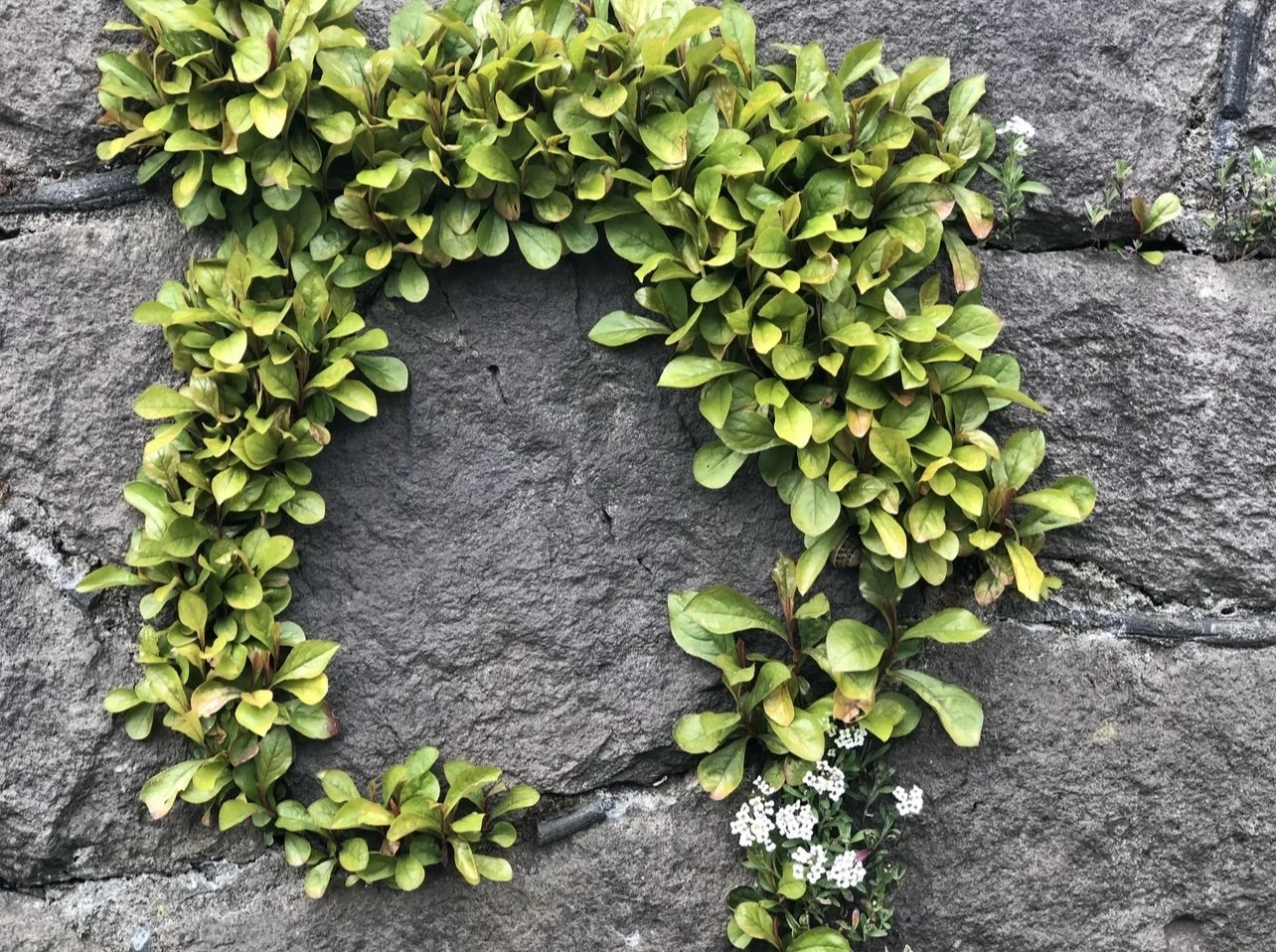 A circular shape made of green leafy plants on a stone wall with some small white flowers at the bottom right.