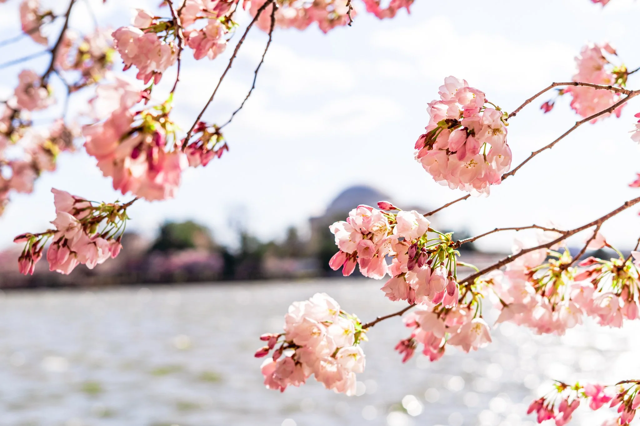 Washington, DC, USA 🇺🇸