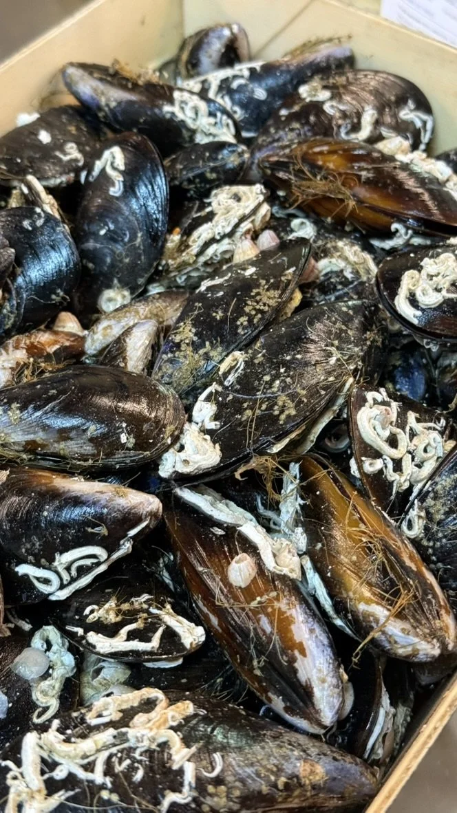 fresh is best - mussels from galicia