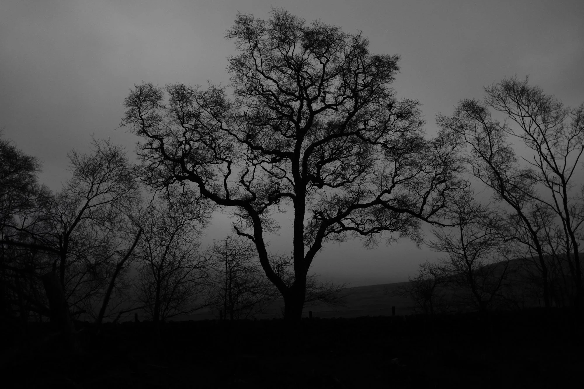 tree.jpg