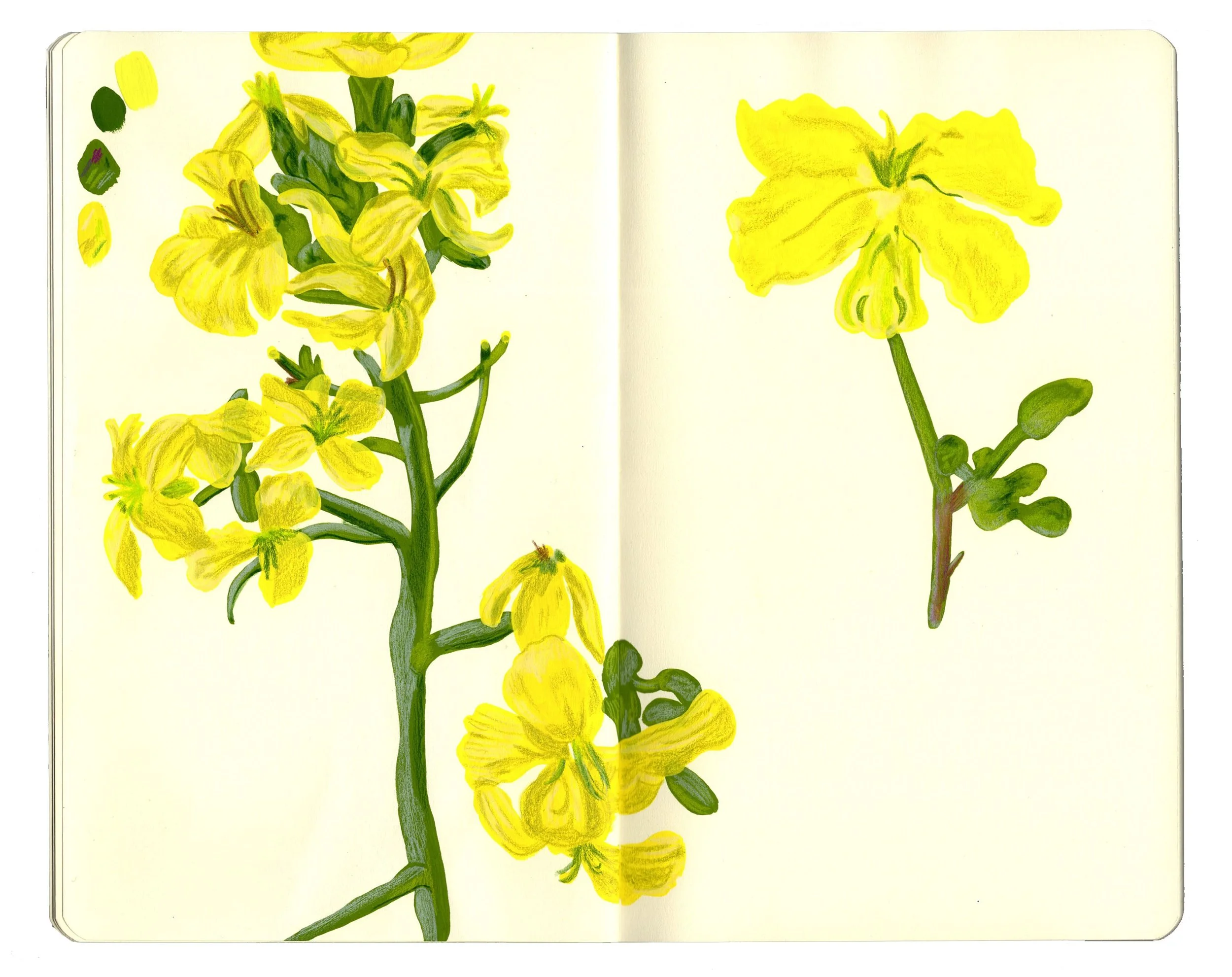 sketchbook pages for website copy5.jpg