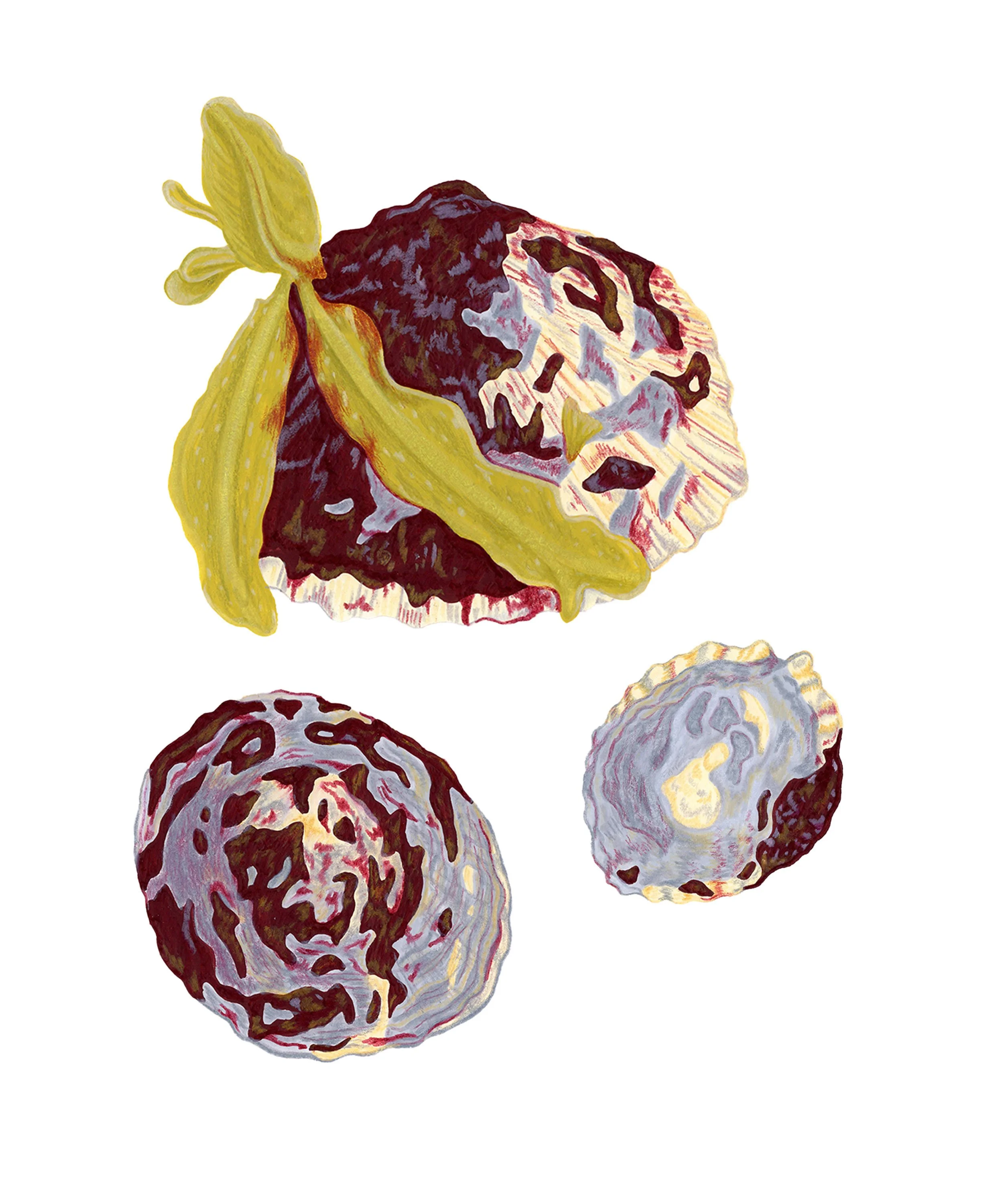 website limpets copy.jpg