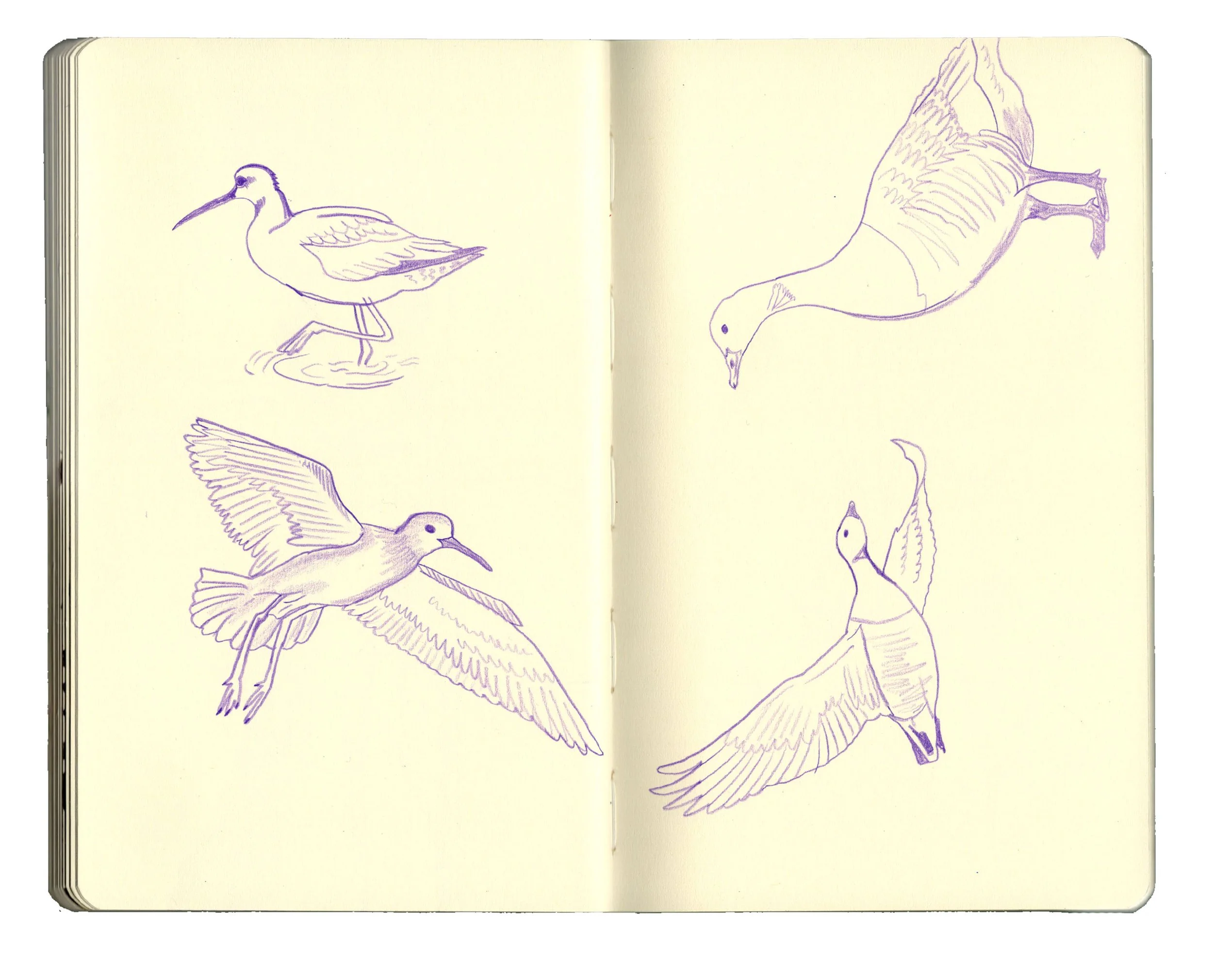 sketchbook pages for website2.3 copy.jpg