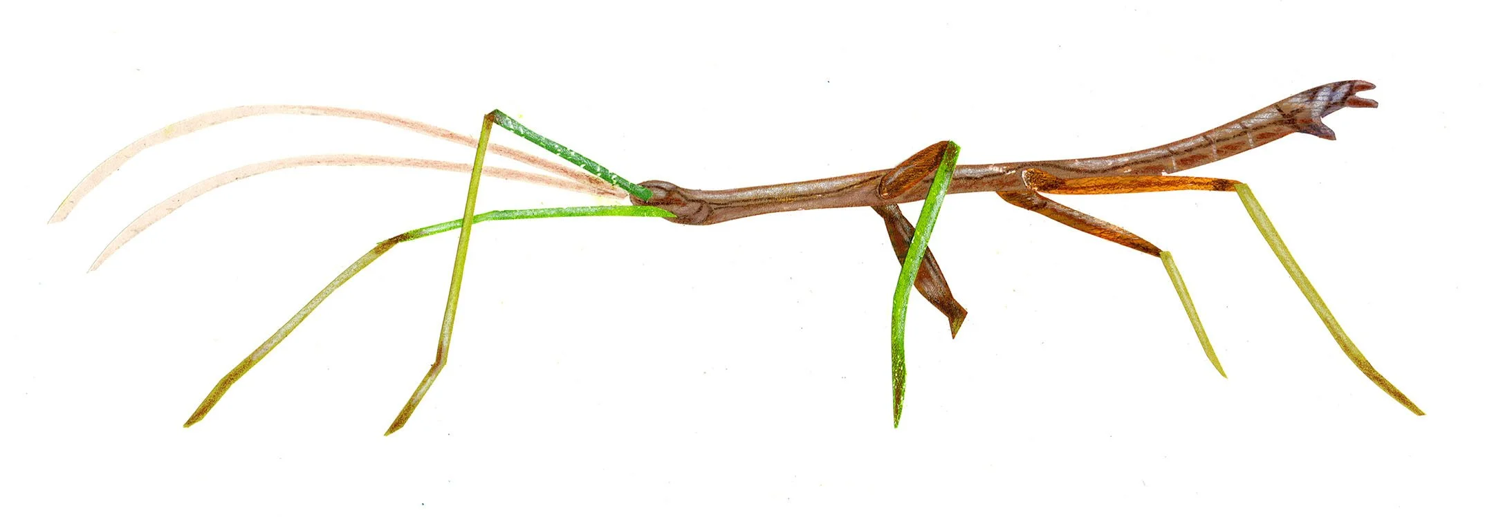 Insects
